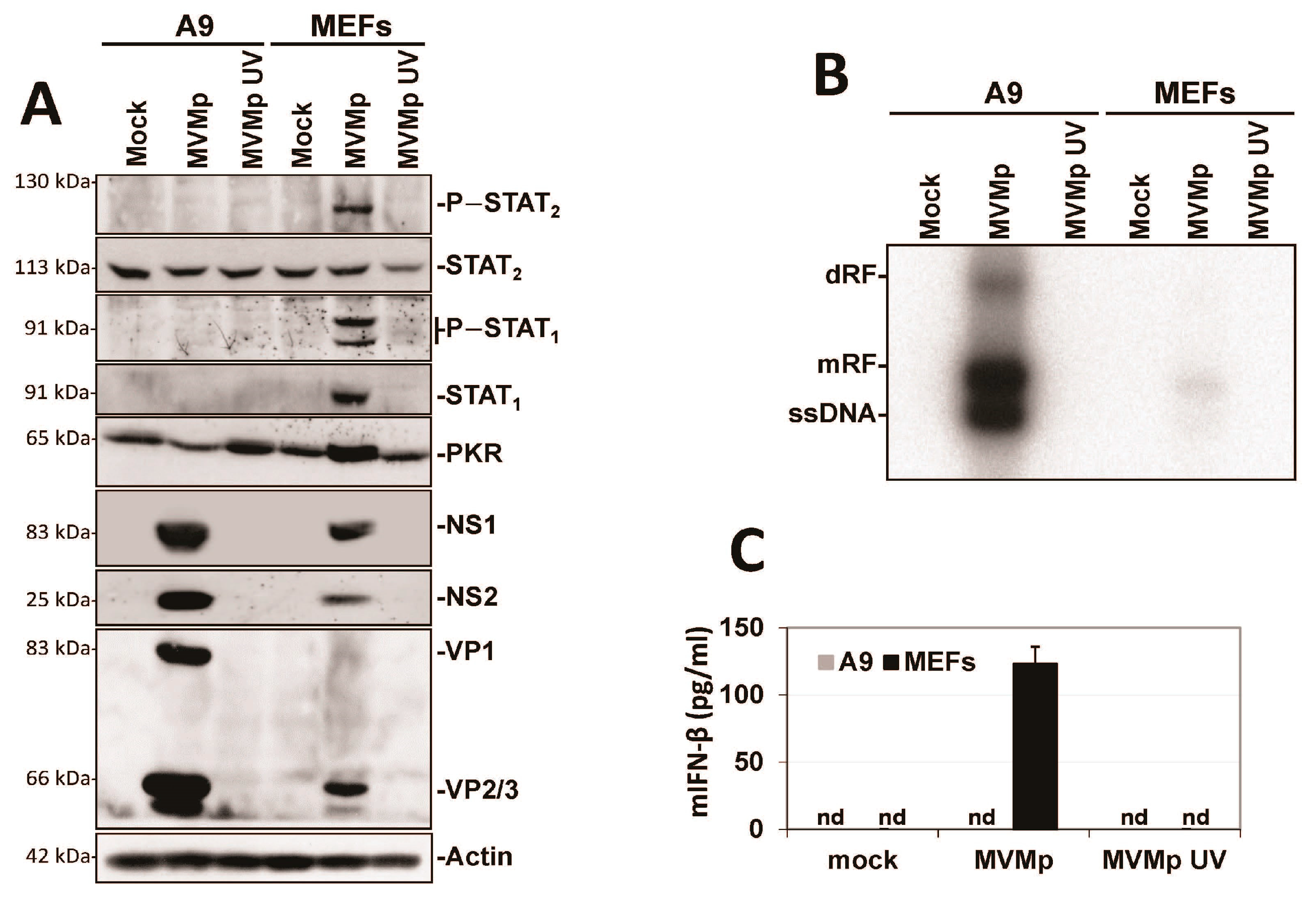 Pathogens 12 00607 g005 Pathogens 12 00607 g005
