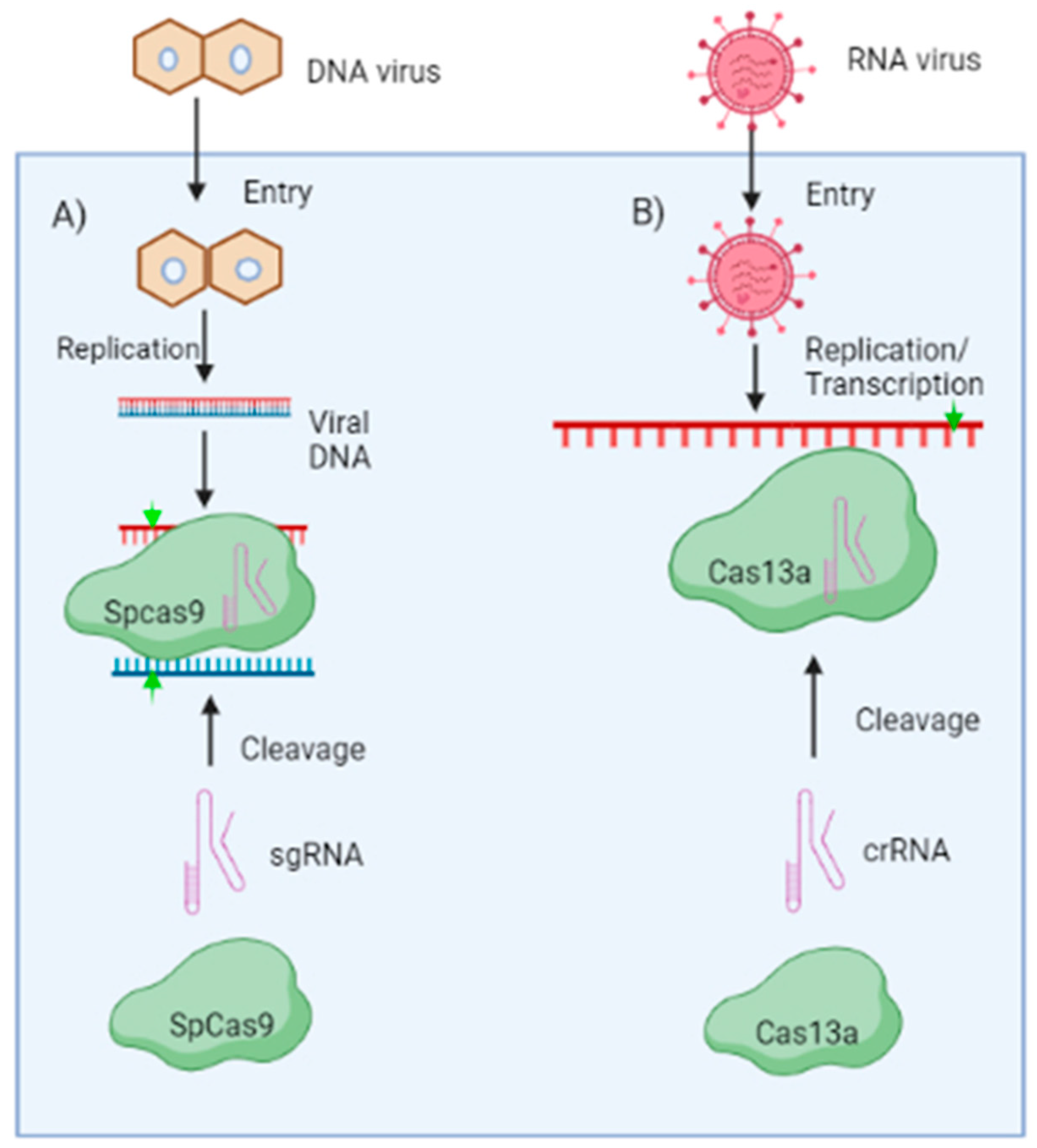 Pathogens 12 00619 g003
