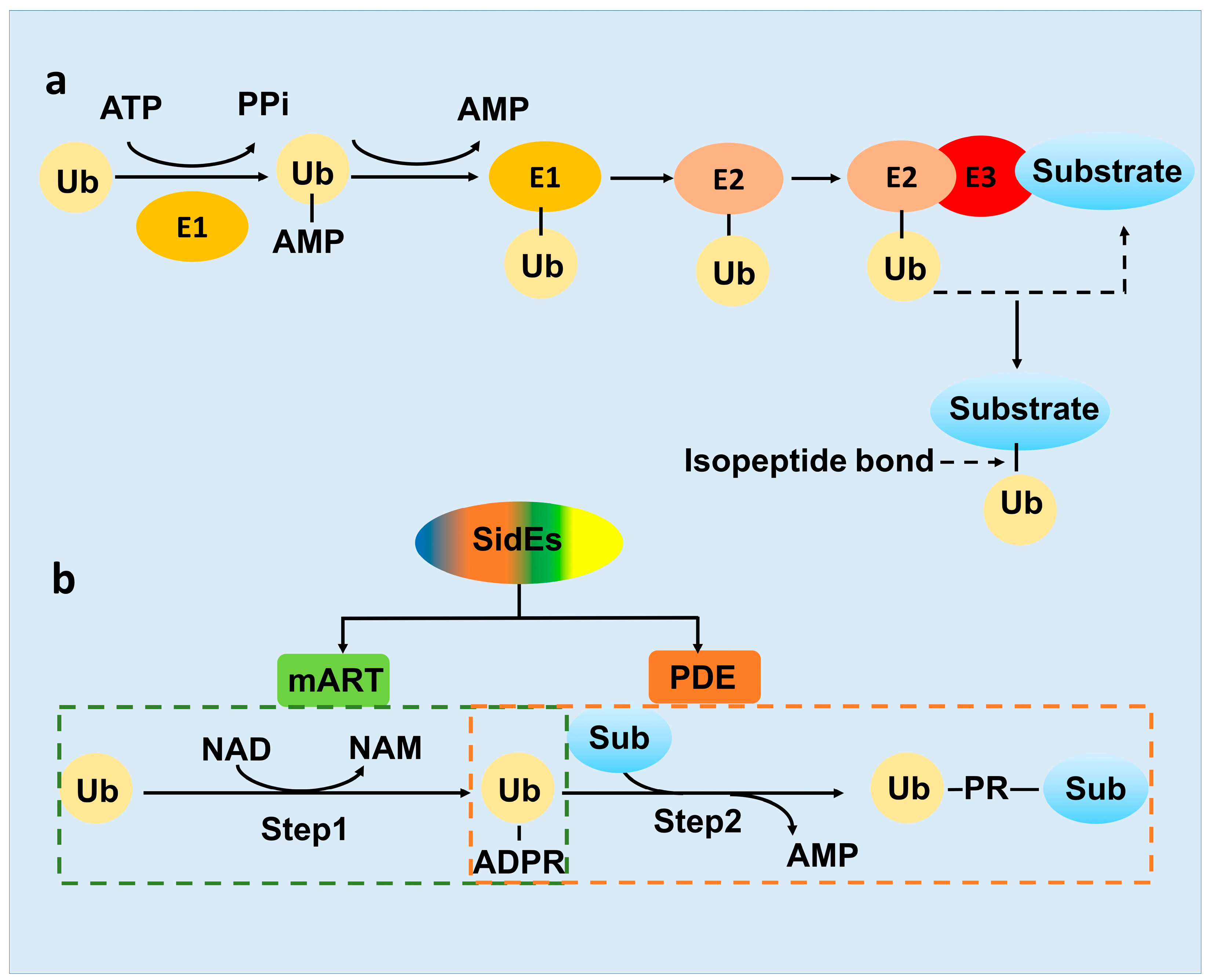 Pathogens 12 00629 g002 Pathogens 12 00629 g002