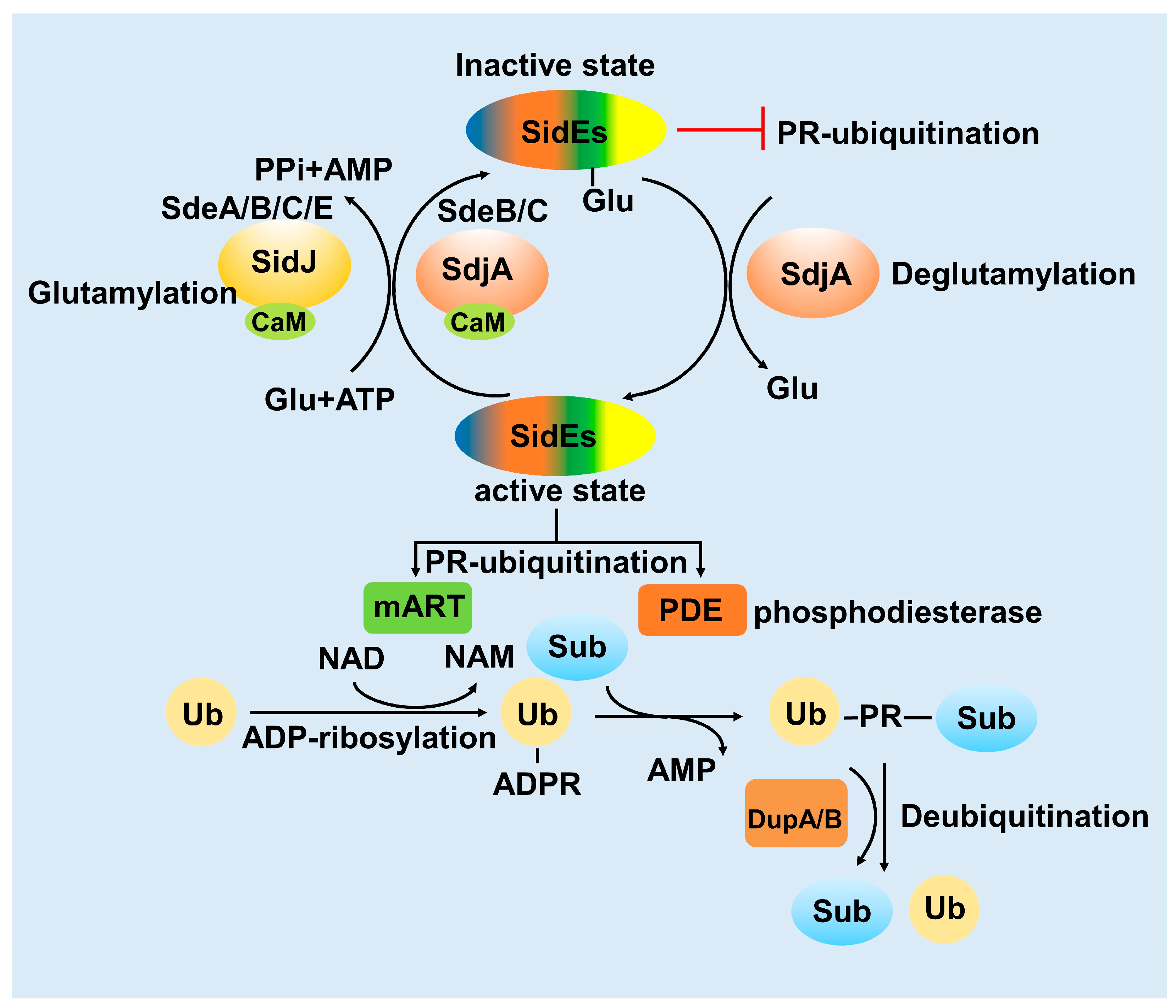 Pathogens 12 00629 g003 Pathogens 12 00629 g003
