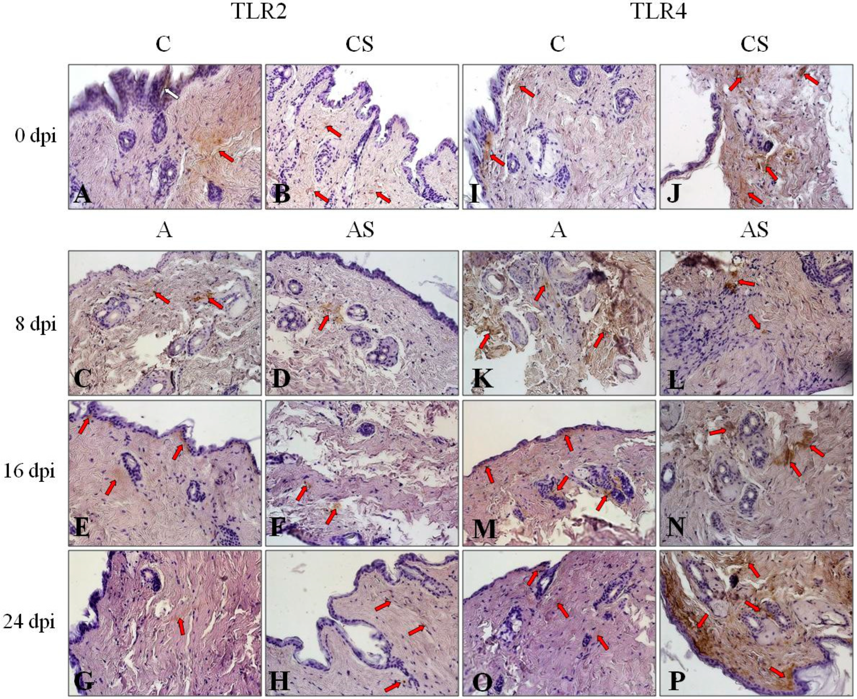 Pathogens 12 00631 g004 Pathogens 12 00631 g004