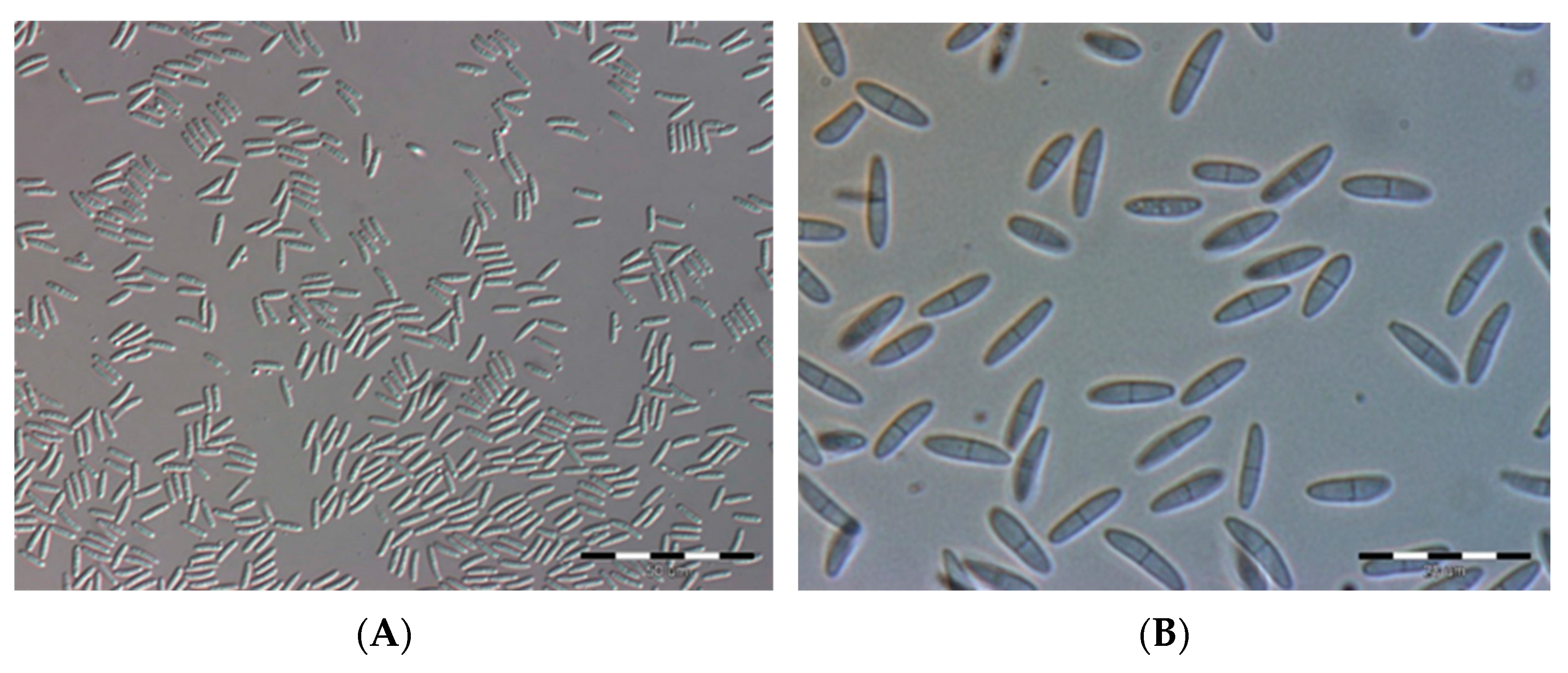 Pathogens 12 00642 g002 Pathogens 12 00642 g002