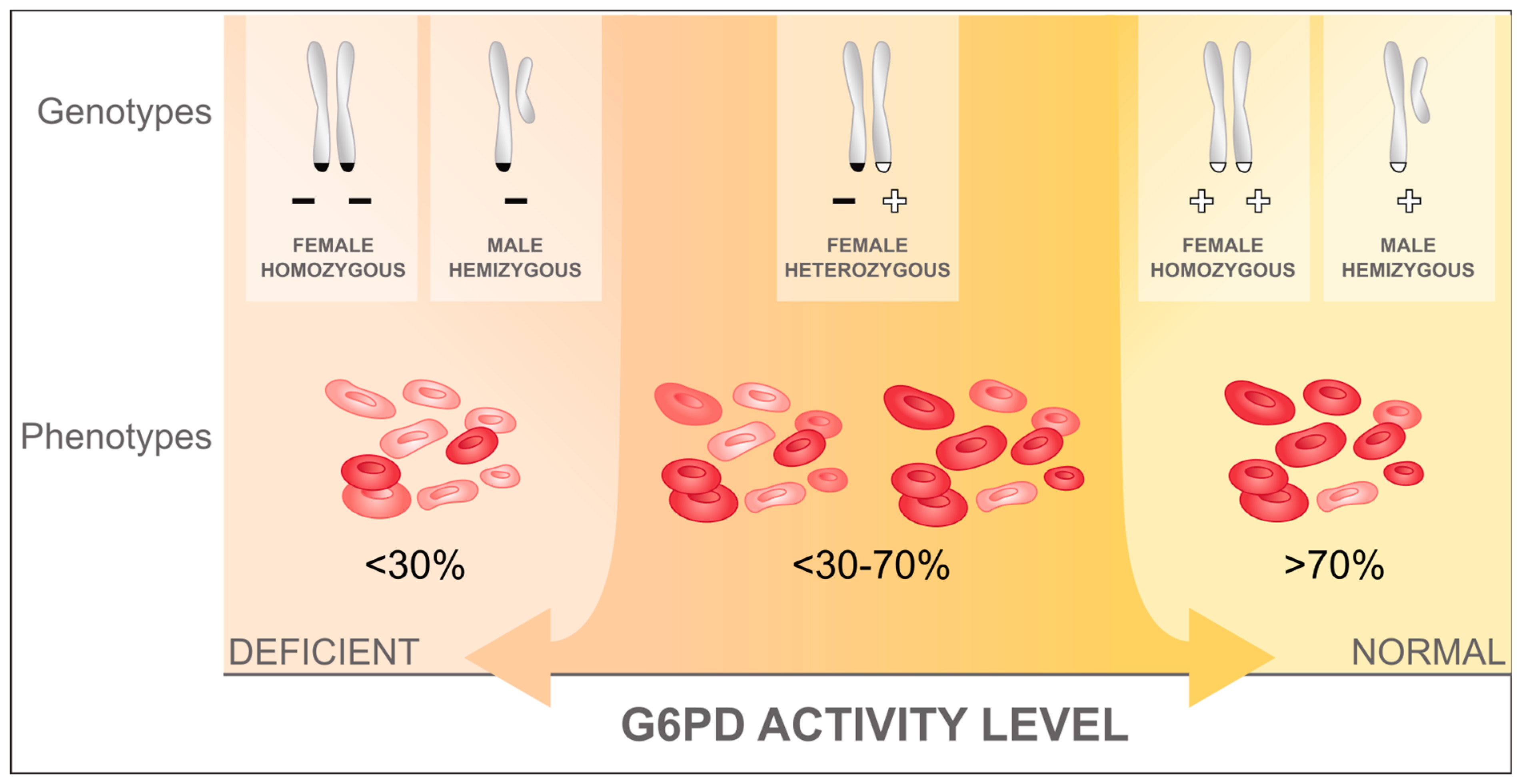 Pathogens | Free Full-Text | A Review of the Current Status of G6PD  Deficiency Testing to Guide Radical Cure Treatment for Vivax Malaria