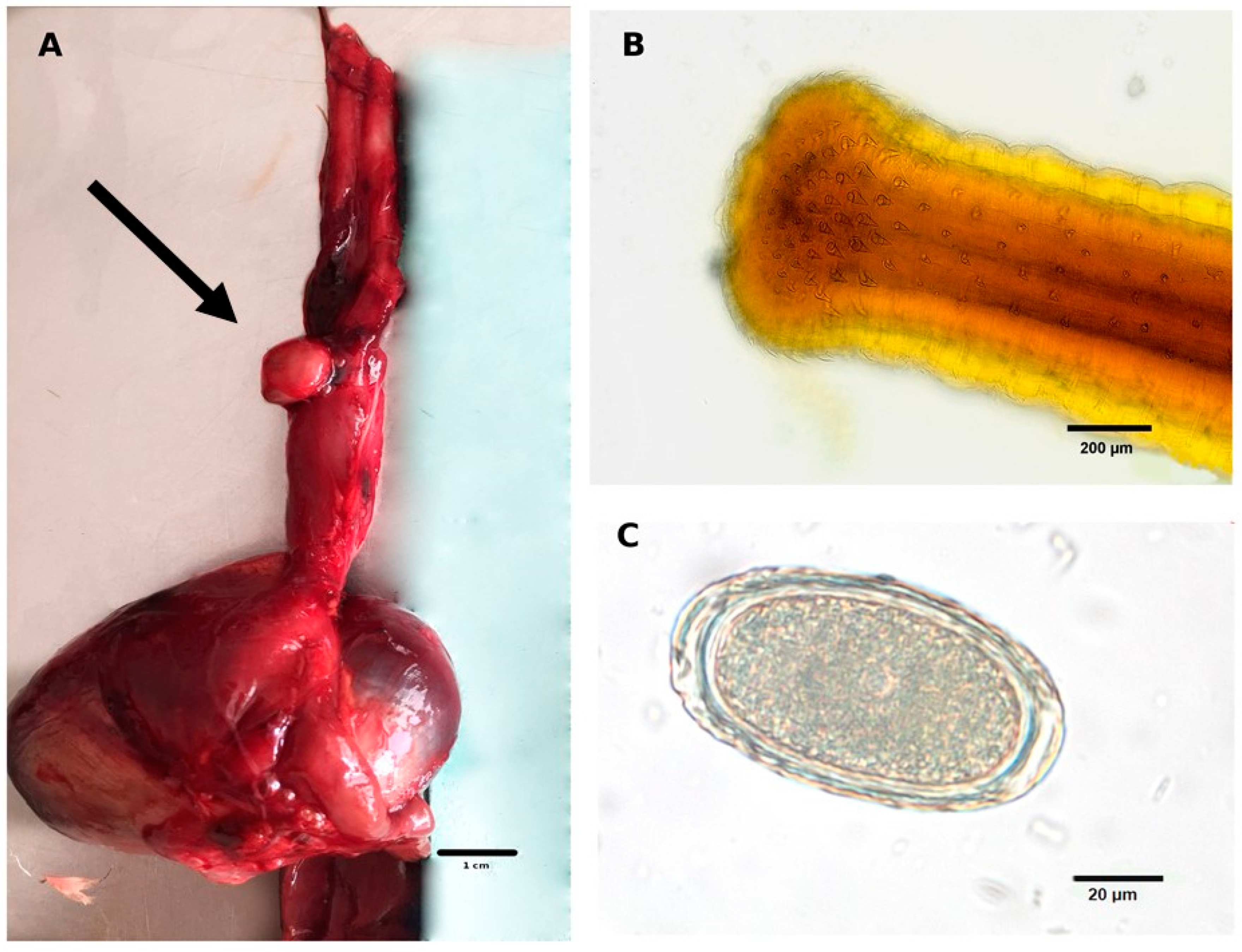 Pathogens 12 00663 g001