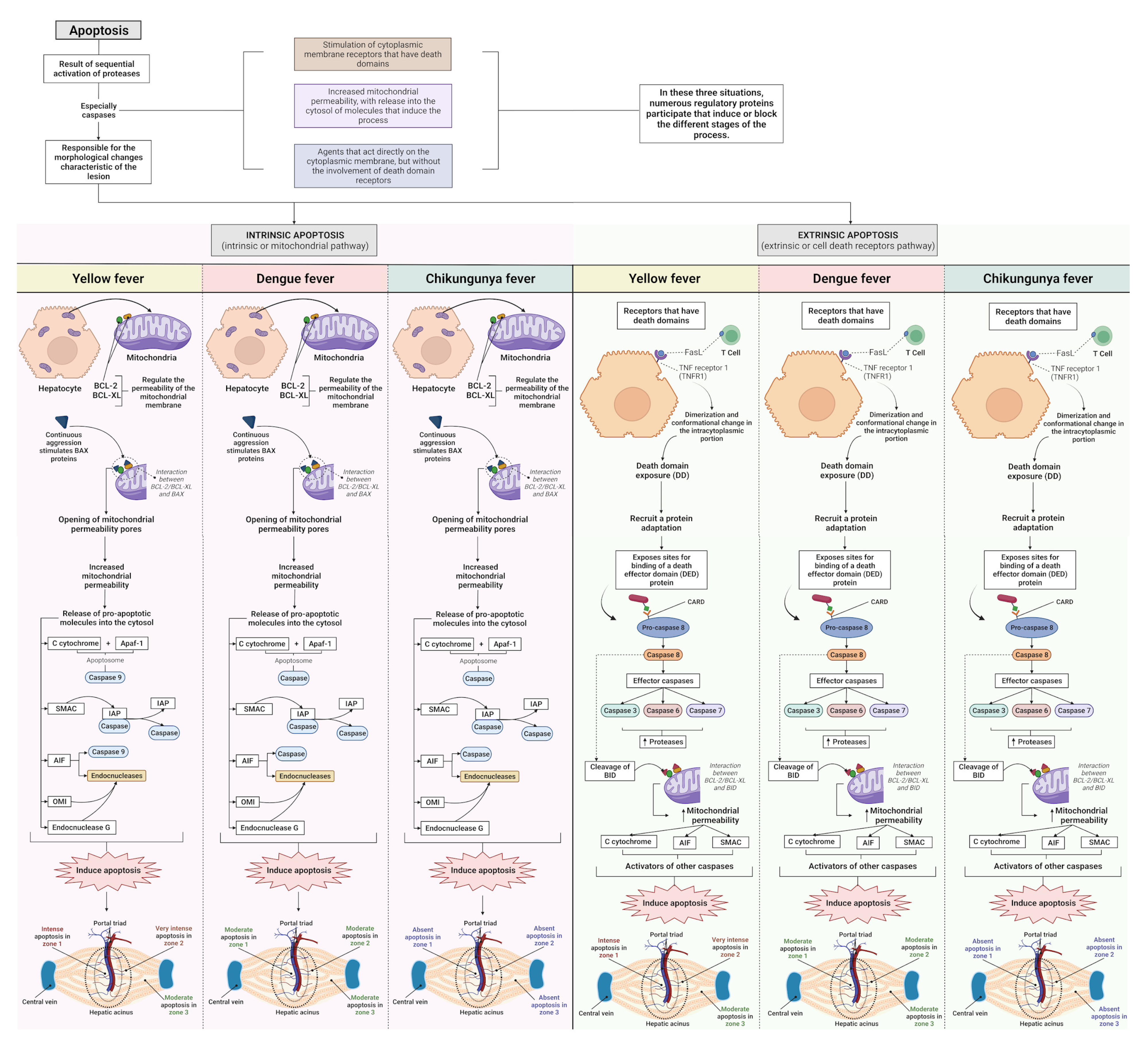 Pathogens 12 00680 g011 Pathogens 12 00680 g011
