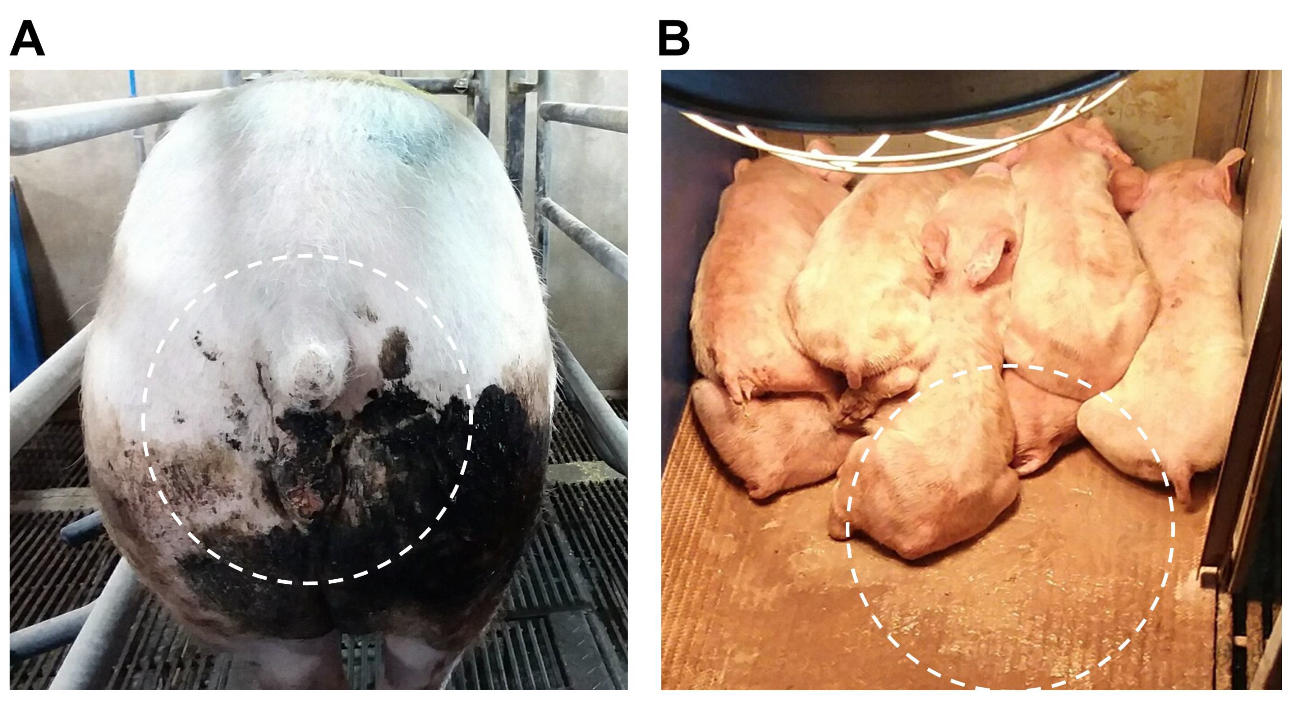 Pathogens 12 00686 g001 Pathogens 12 00686 g001