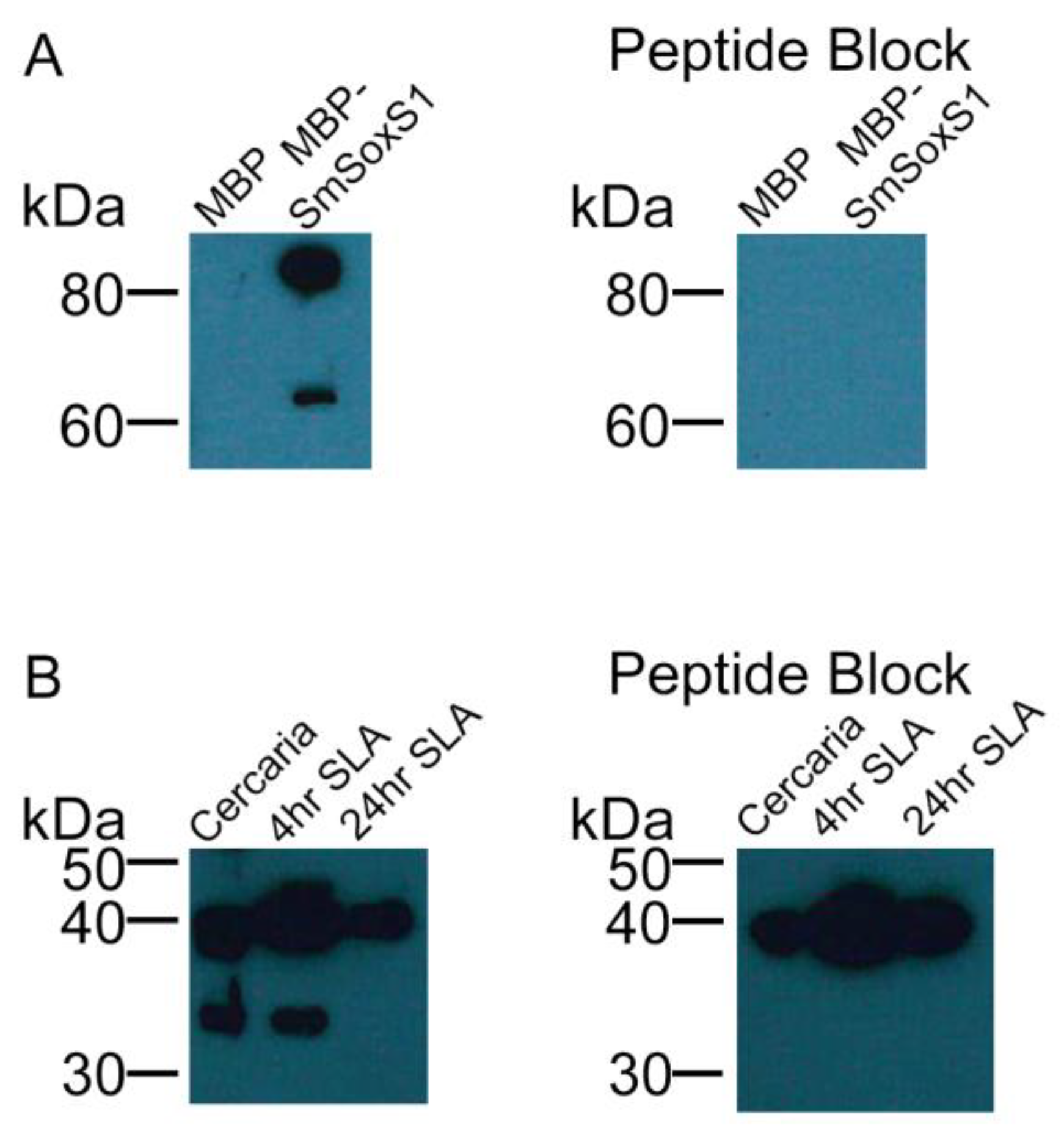 Pathogens 12 00690 g004