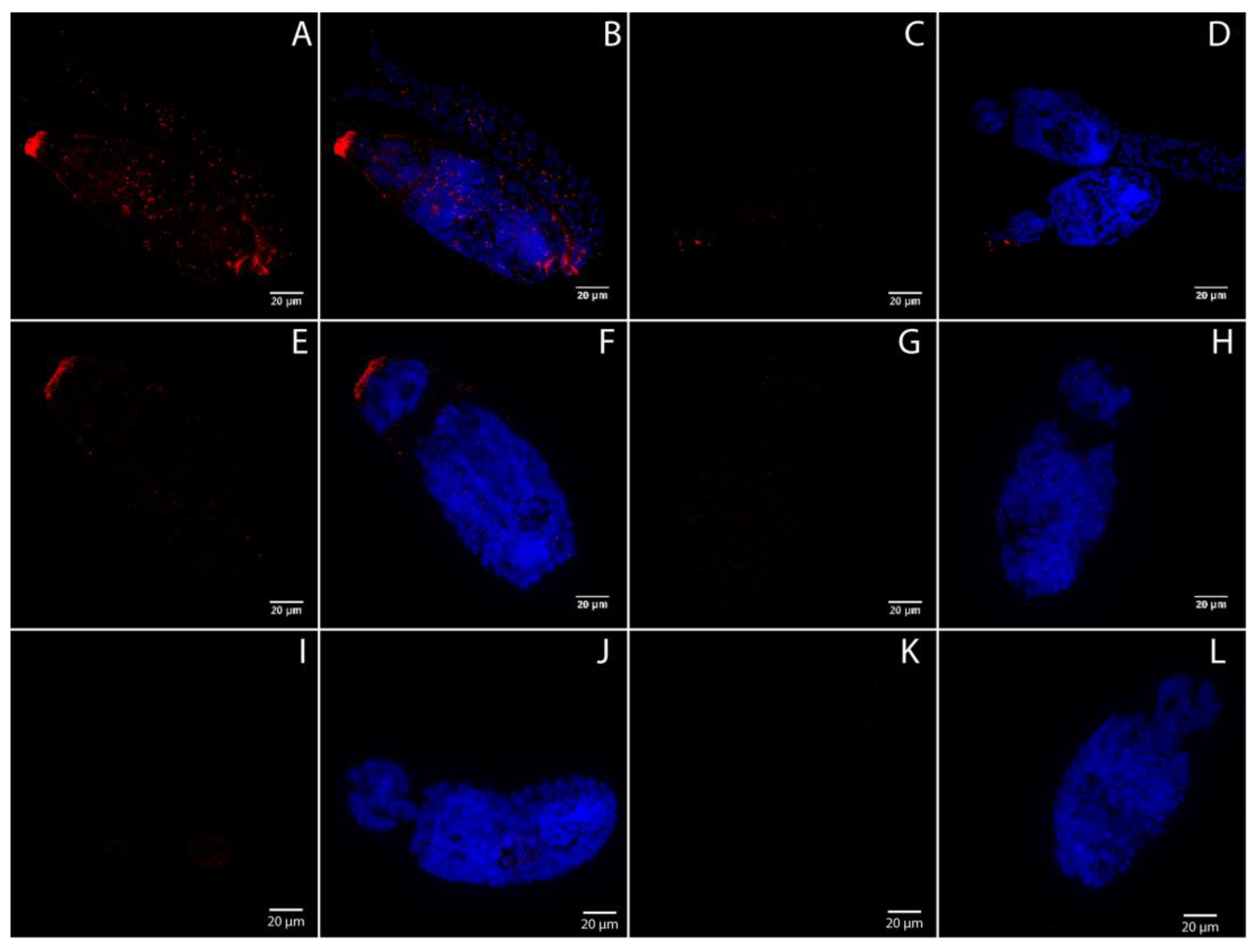 Pathogens 12 00690 g005