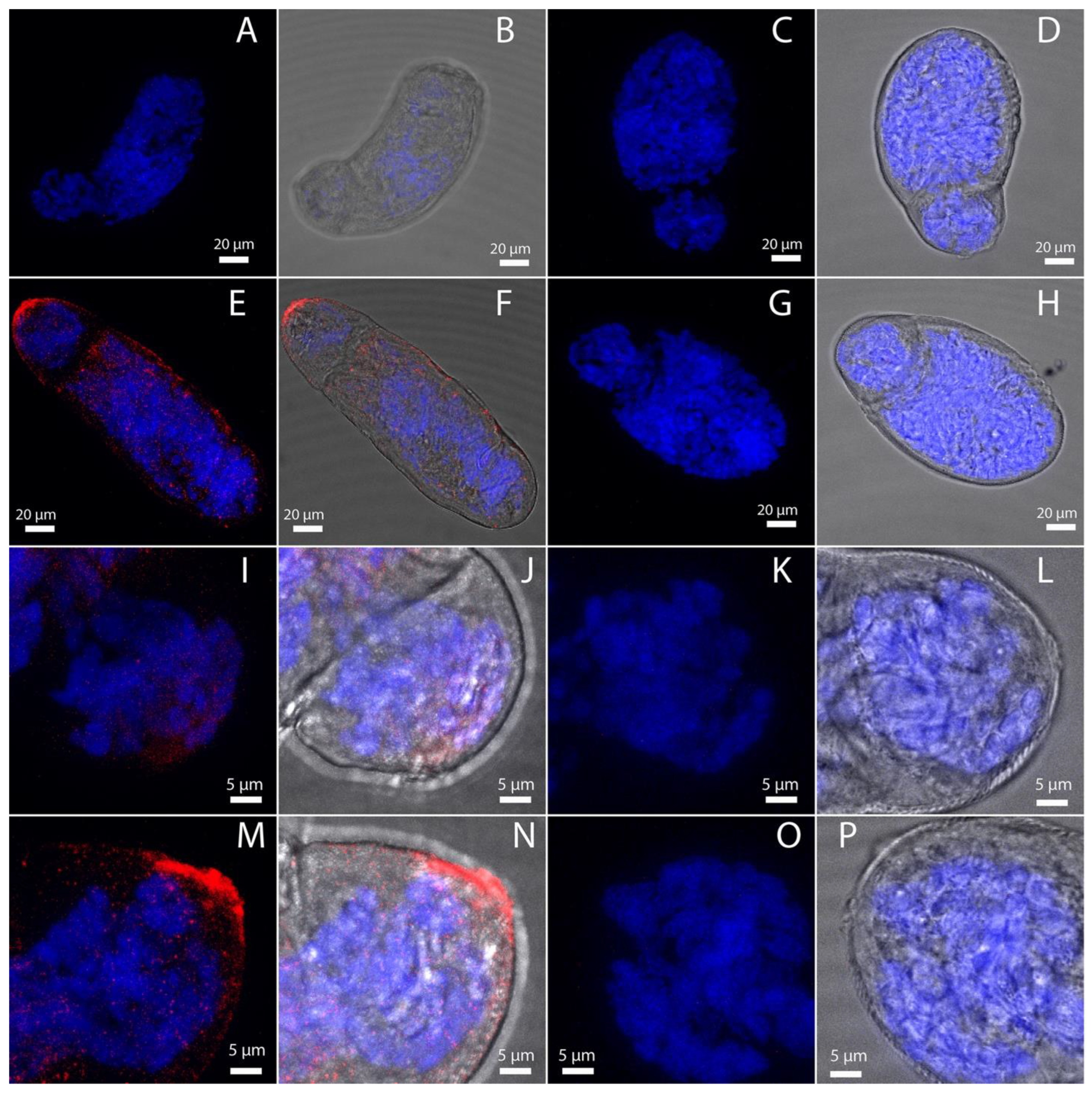 Pathogens 12 00690 g006