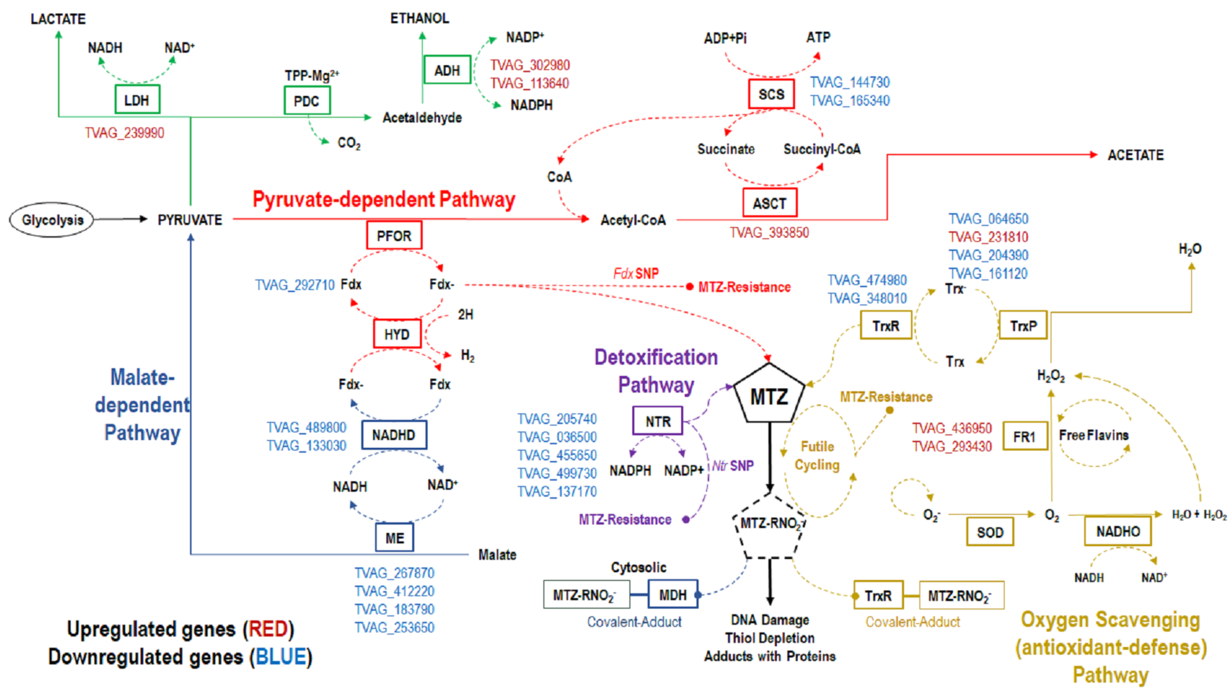Pathogens 12 00692 g004 Pathogens 12 00692 g004