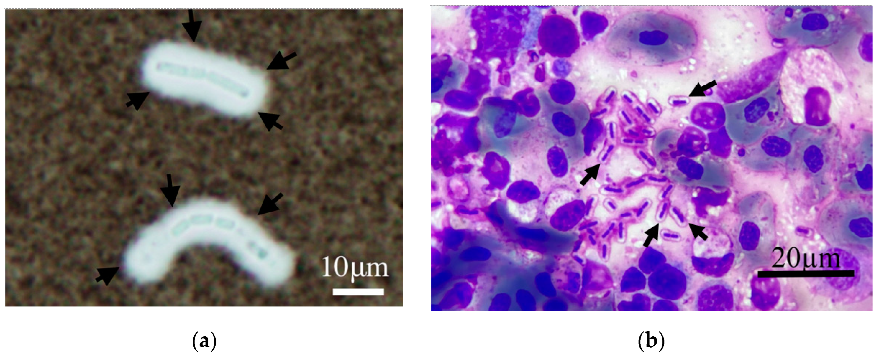 Pathogens 12 00693 g002