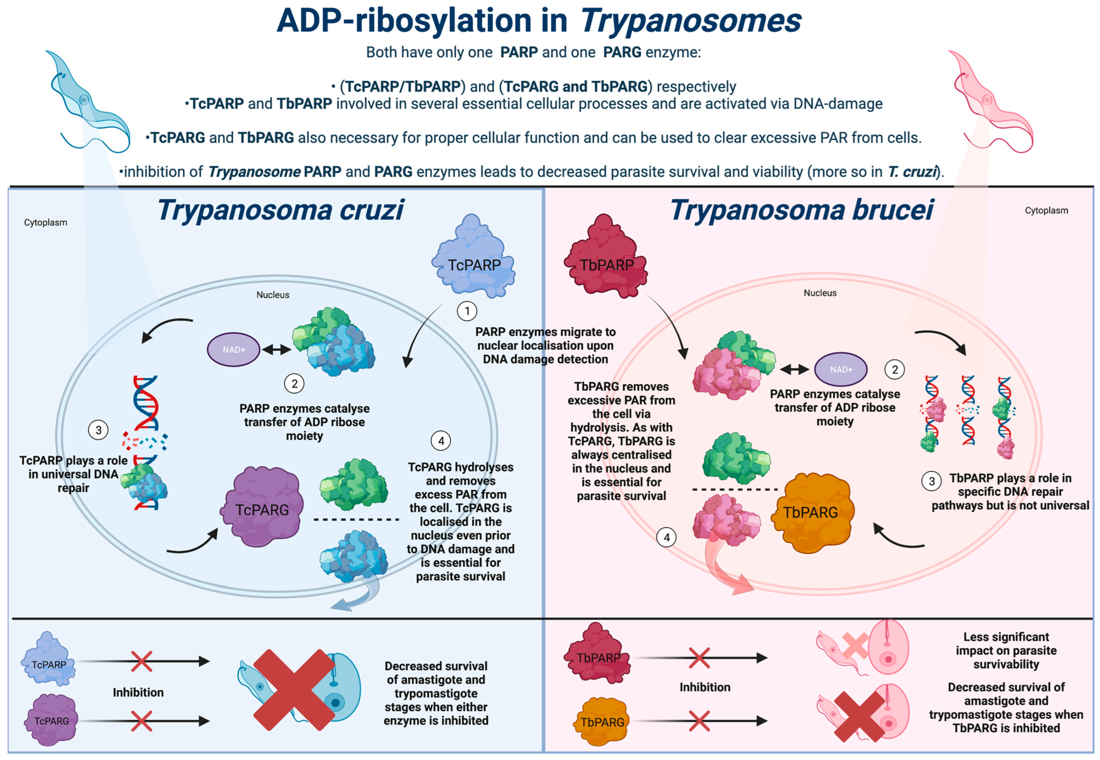 Pathogens 12 00708 g001 Pathogens 12 00708 g001
