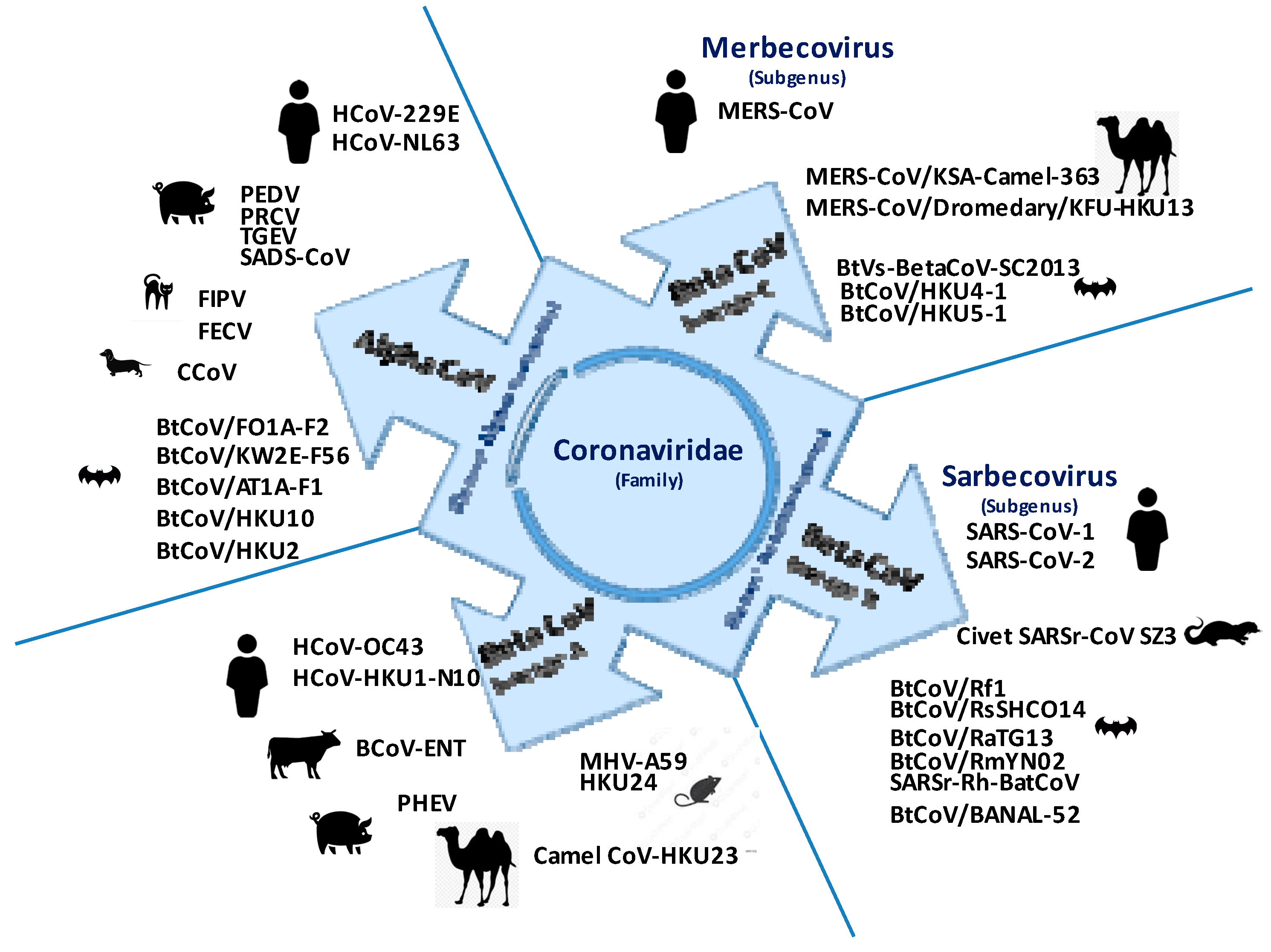 Pre-existing anti-SARS-CoV-2 immunity decreases viral spread but increase  SARS-CoV-2 Omicron competitiveness in hamsters