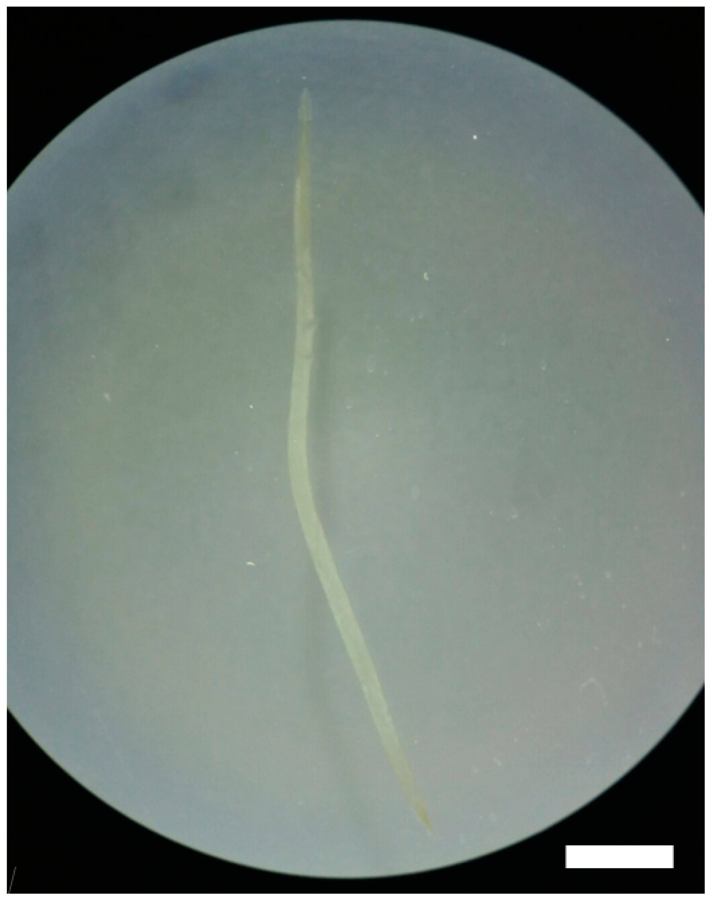 Pathogens 12 00717 g001 Pathogens 12 00717 g001