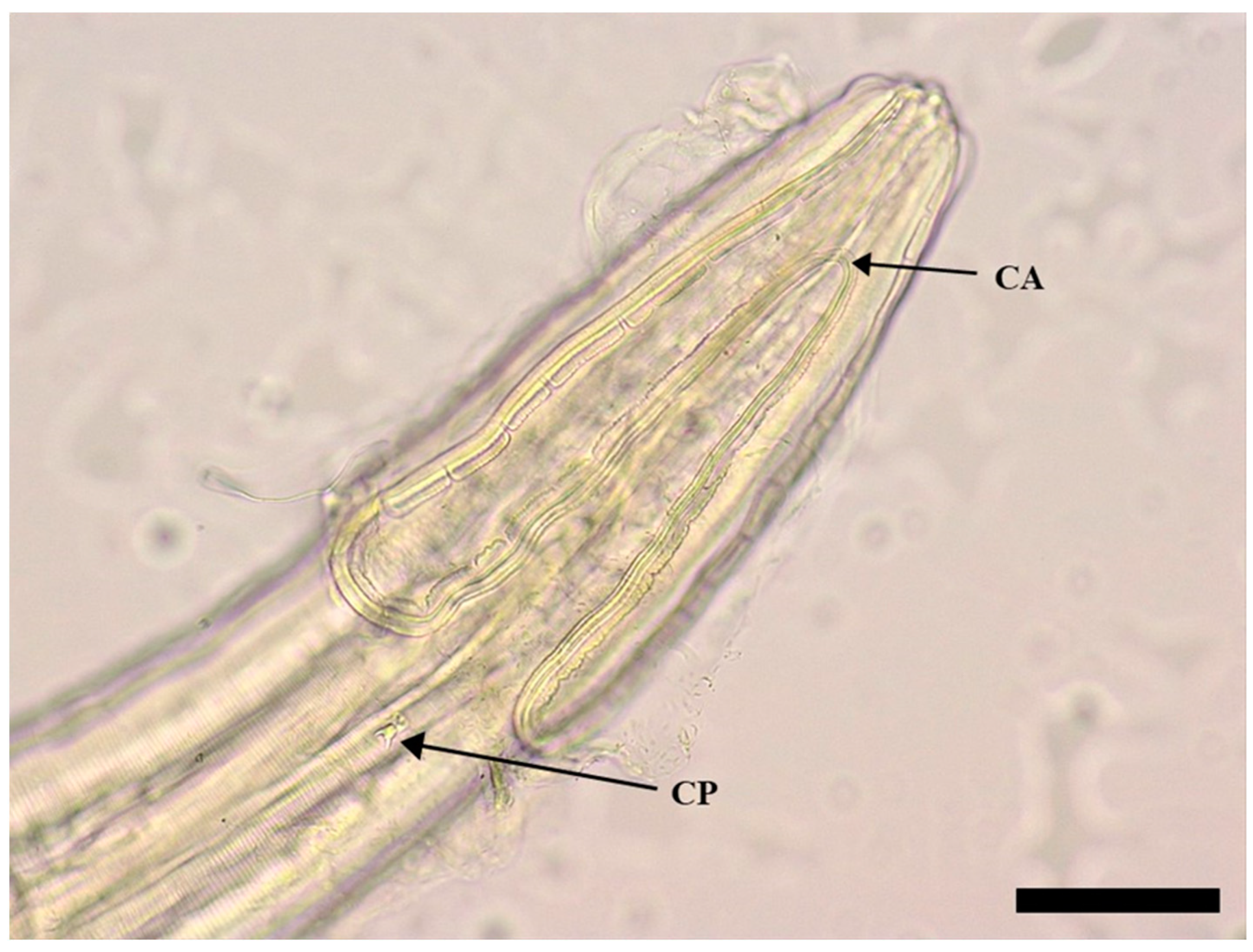 Pathogens 12 00717 g003 Pathogens 12 00717 g003