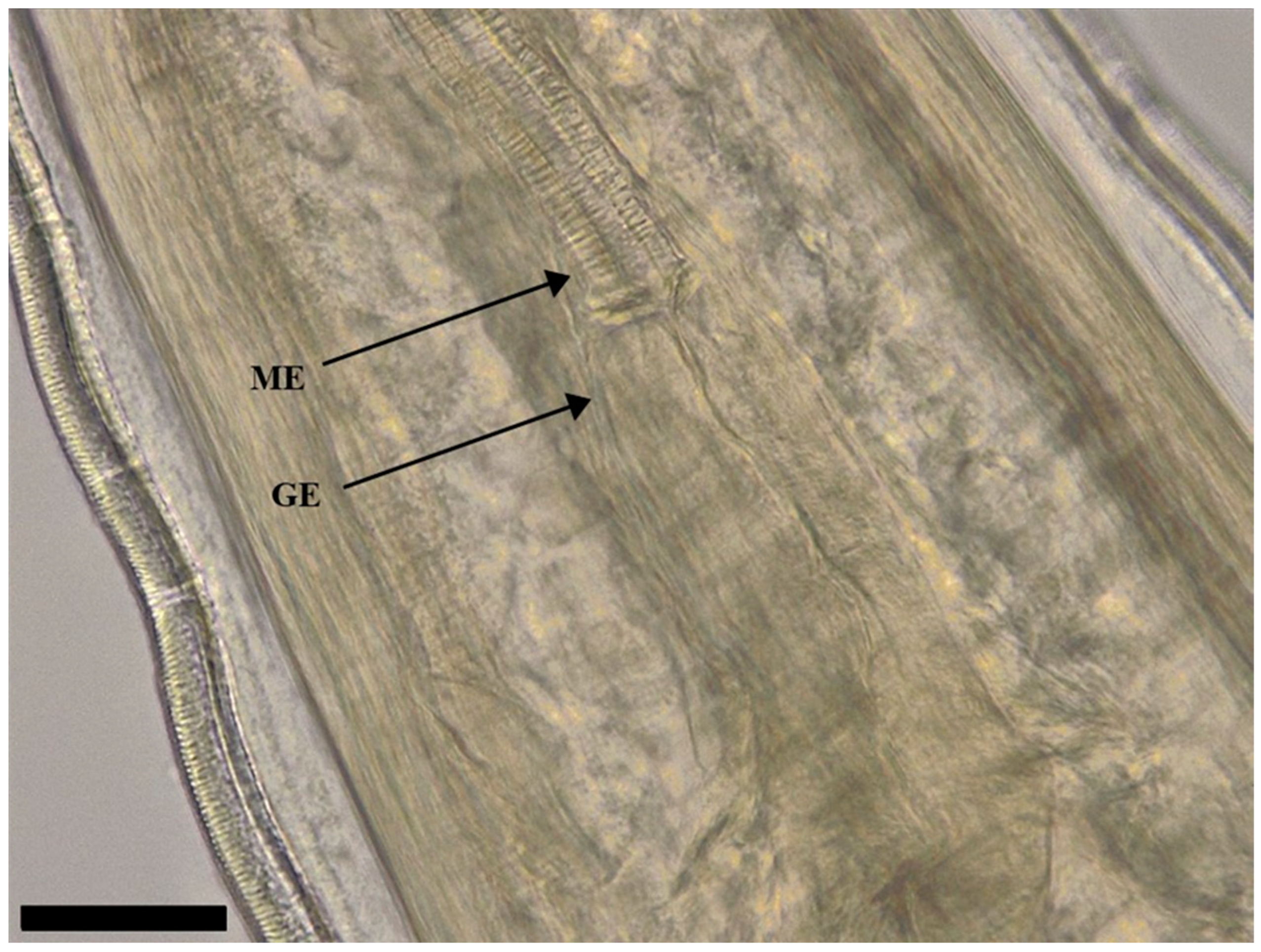 Pathogens 12 00717 g007 Pathogens 12 00717 g007