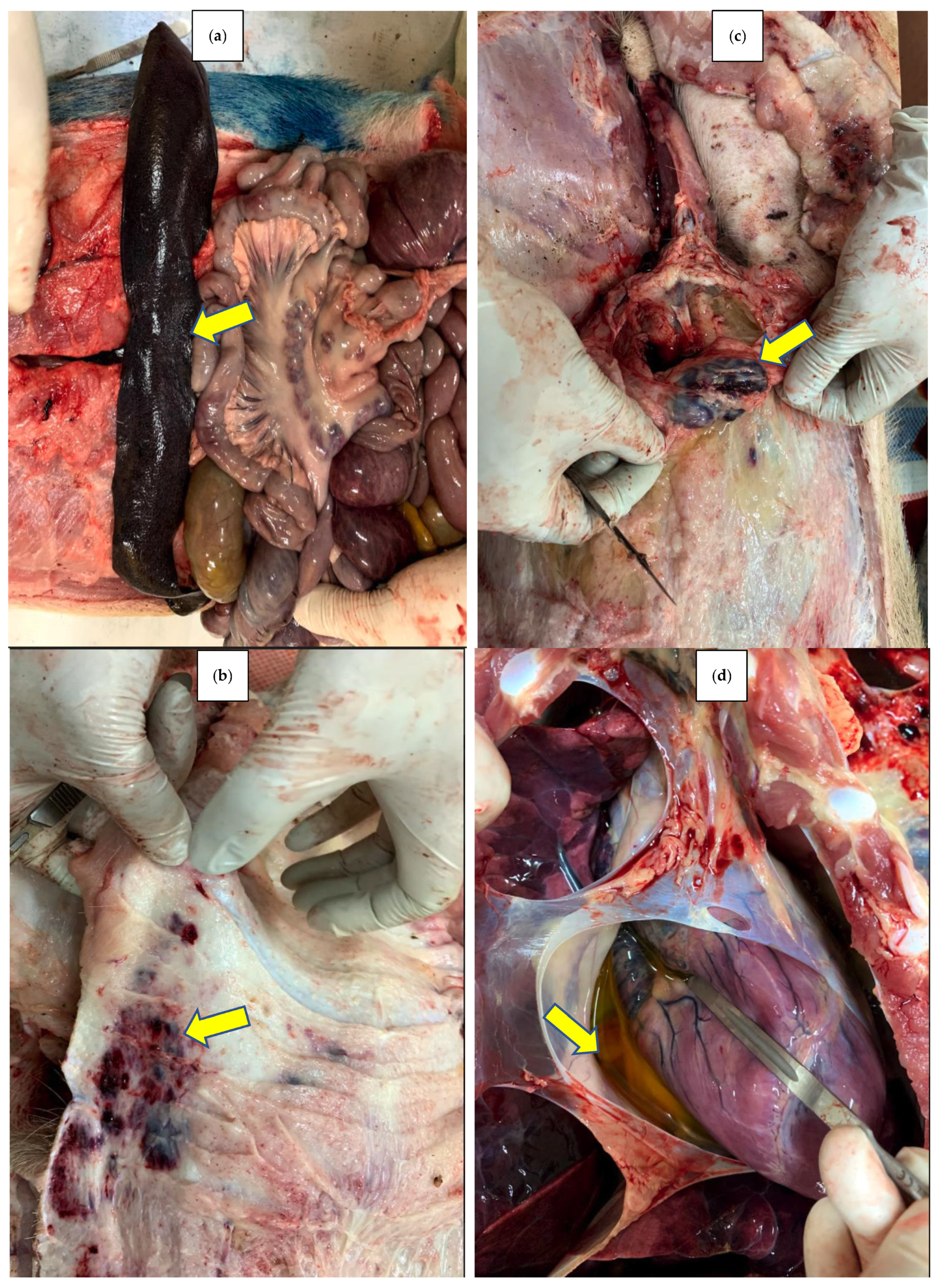 Pathogens 12 00721 g001