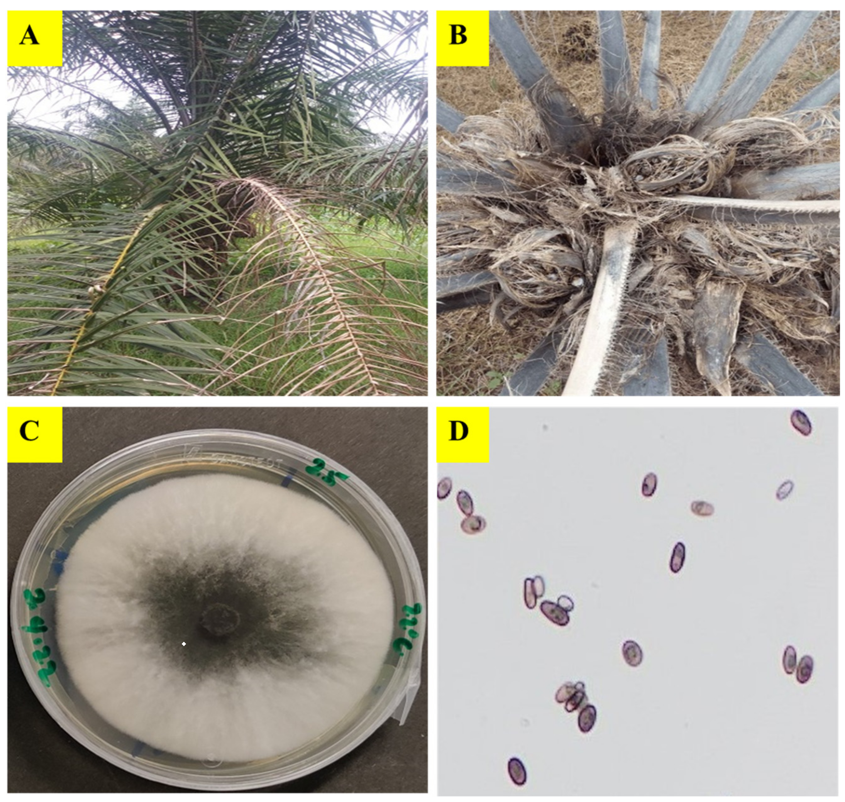 Pathogens 12 00727 g001 Pathogens 12 00727 g001