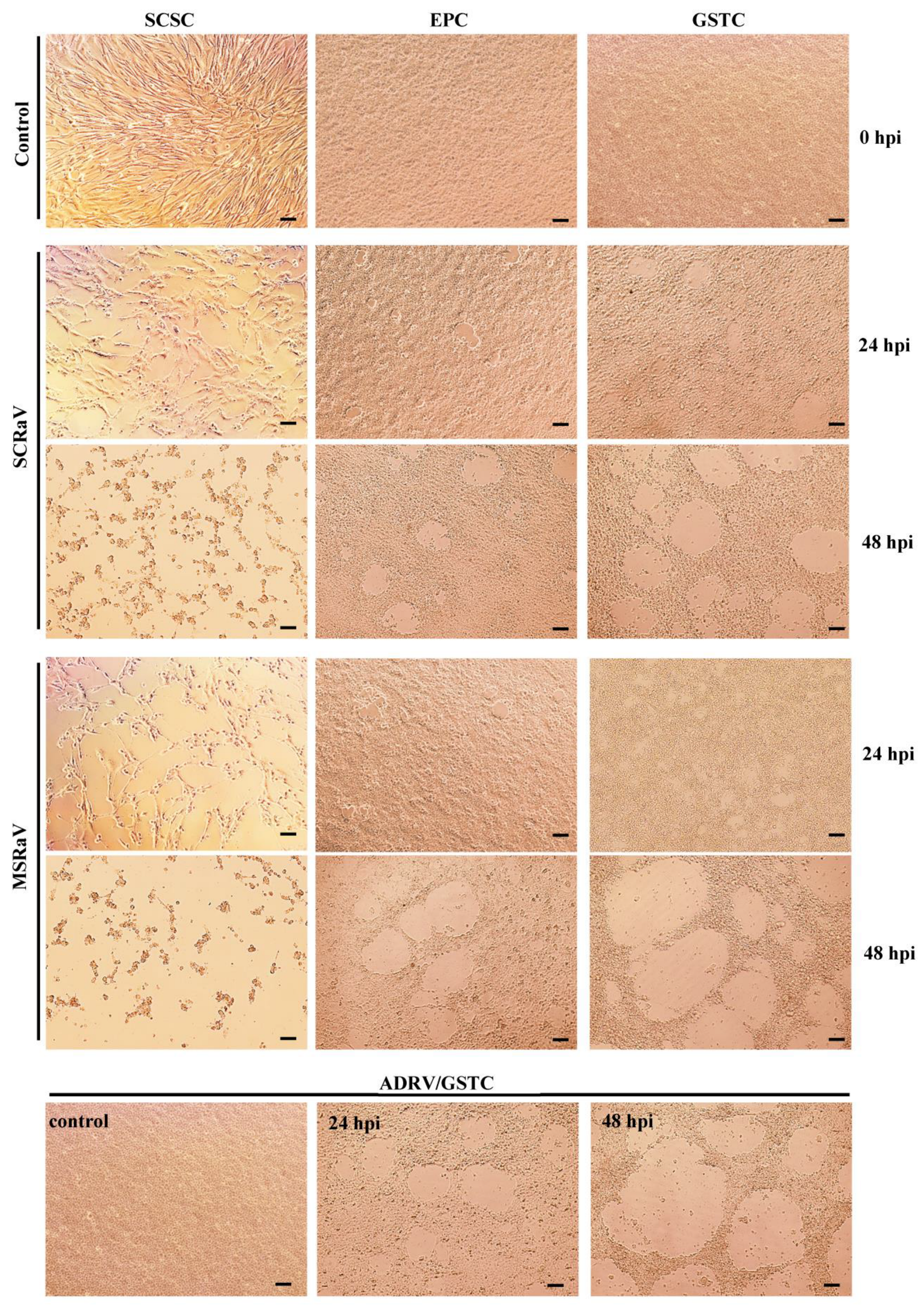 Pathogens 12 00730 g001