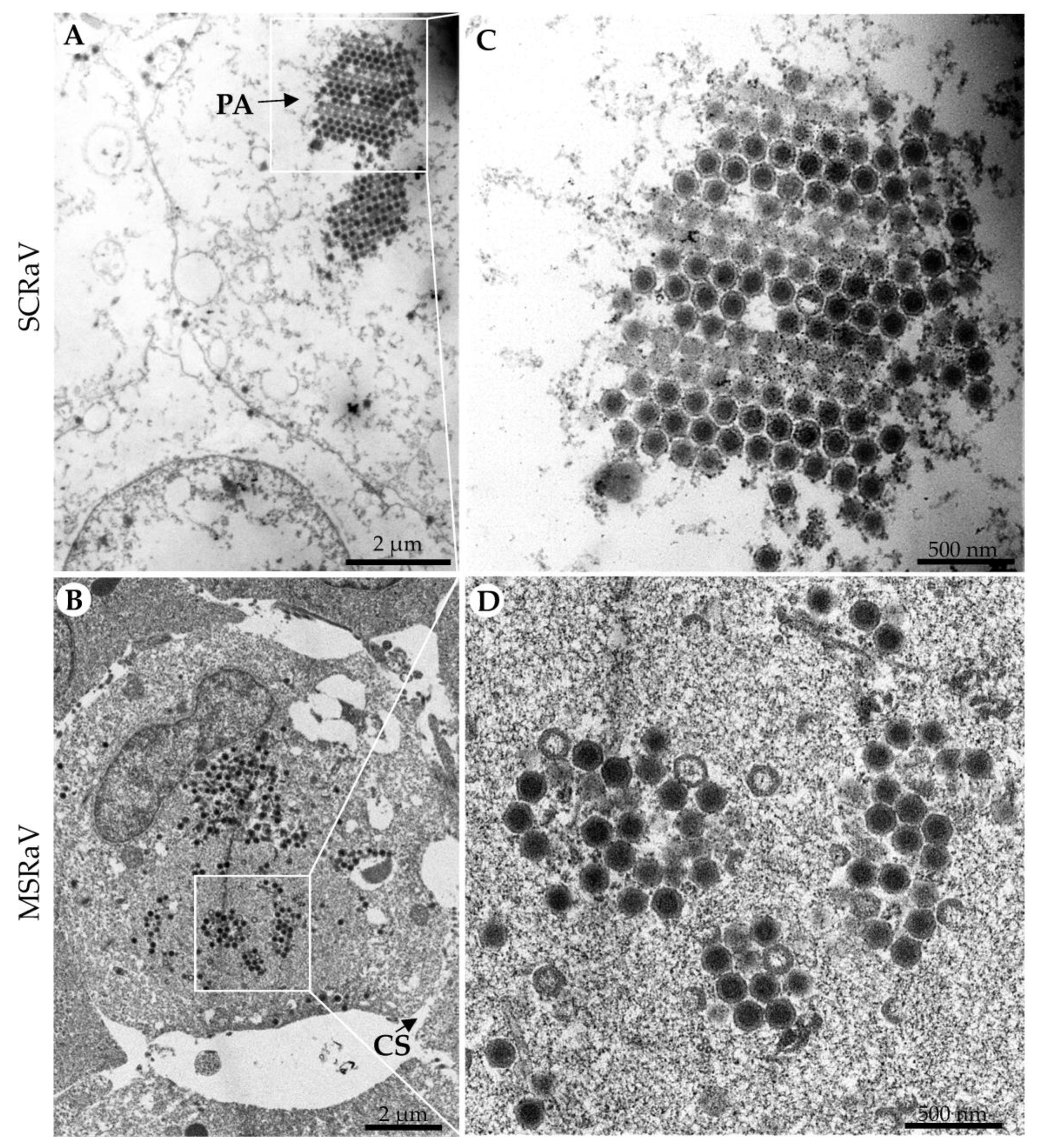 Pathogens 12 00730 g002