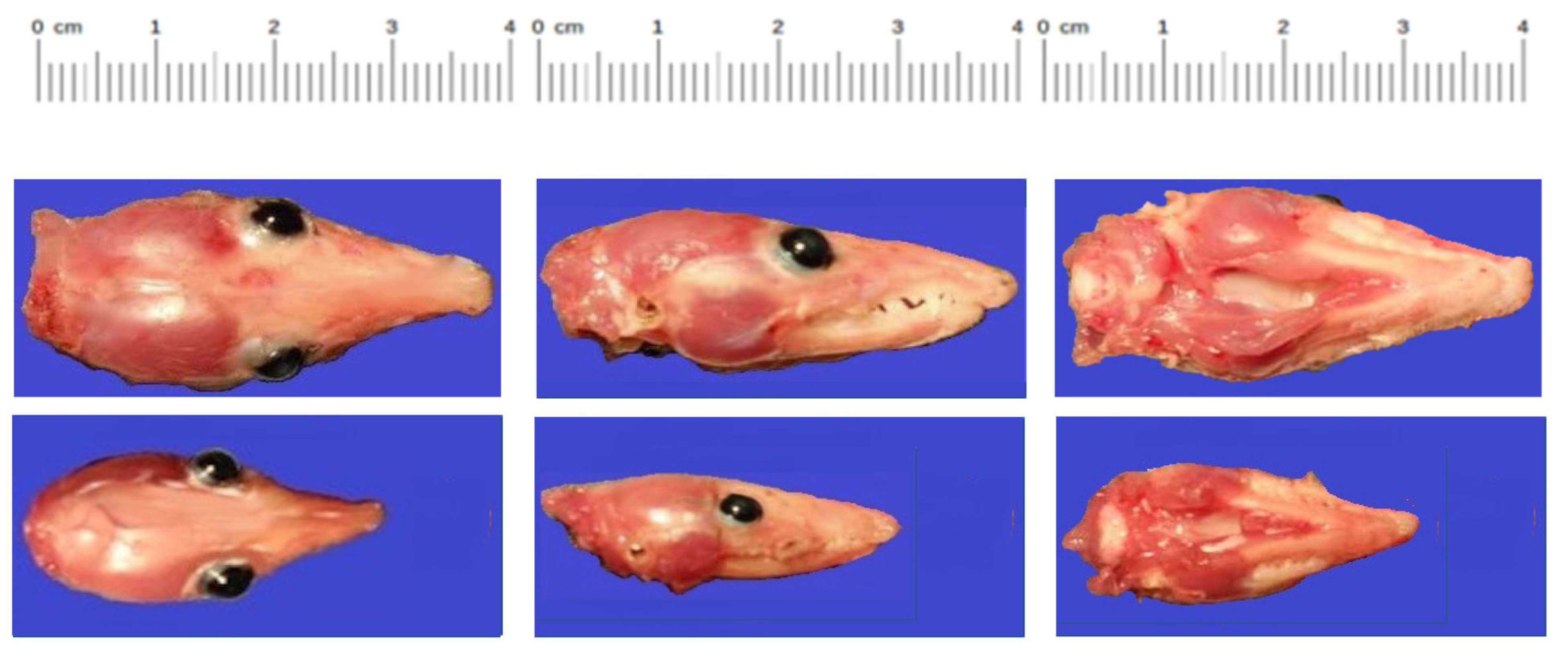 Pathogens 12 00733 g001