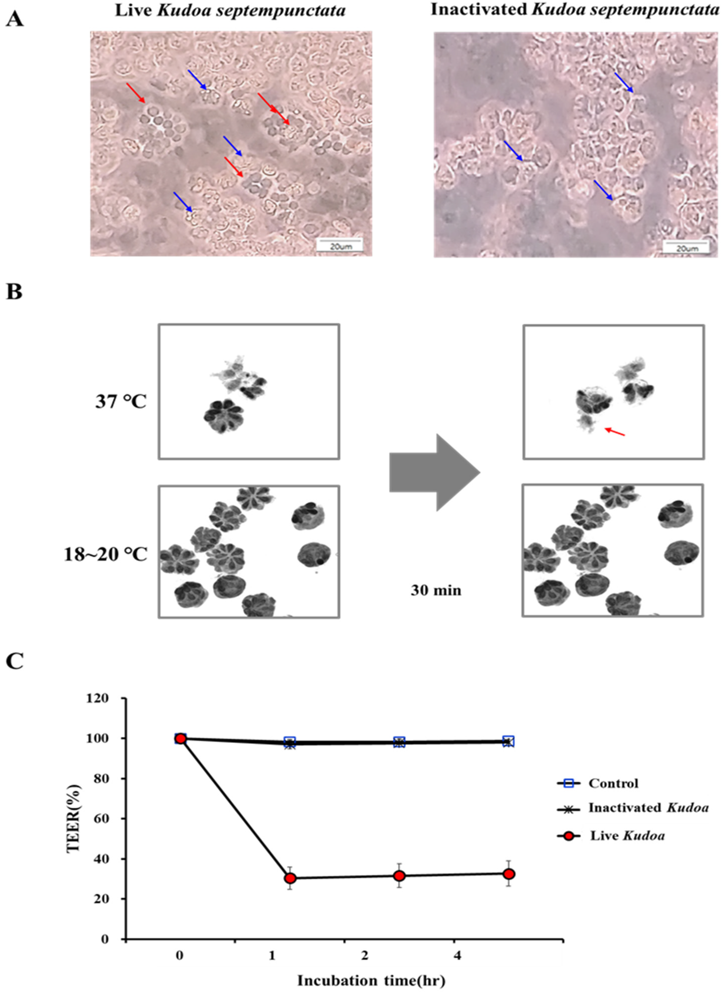 Pathogens 12 00739 g001 Pathogens 12 00739 g001