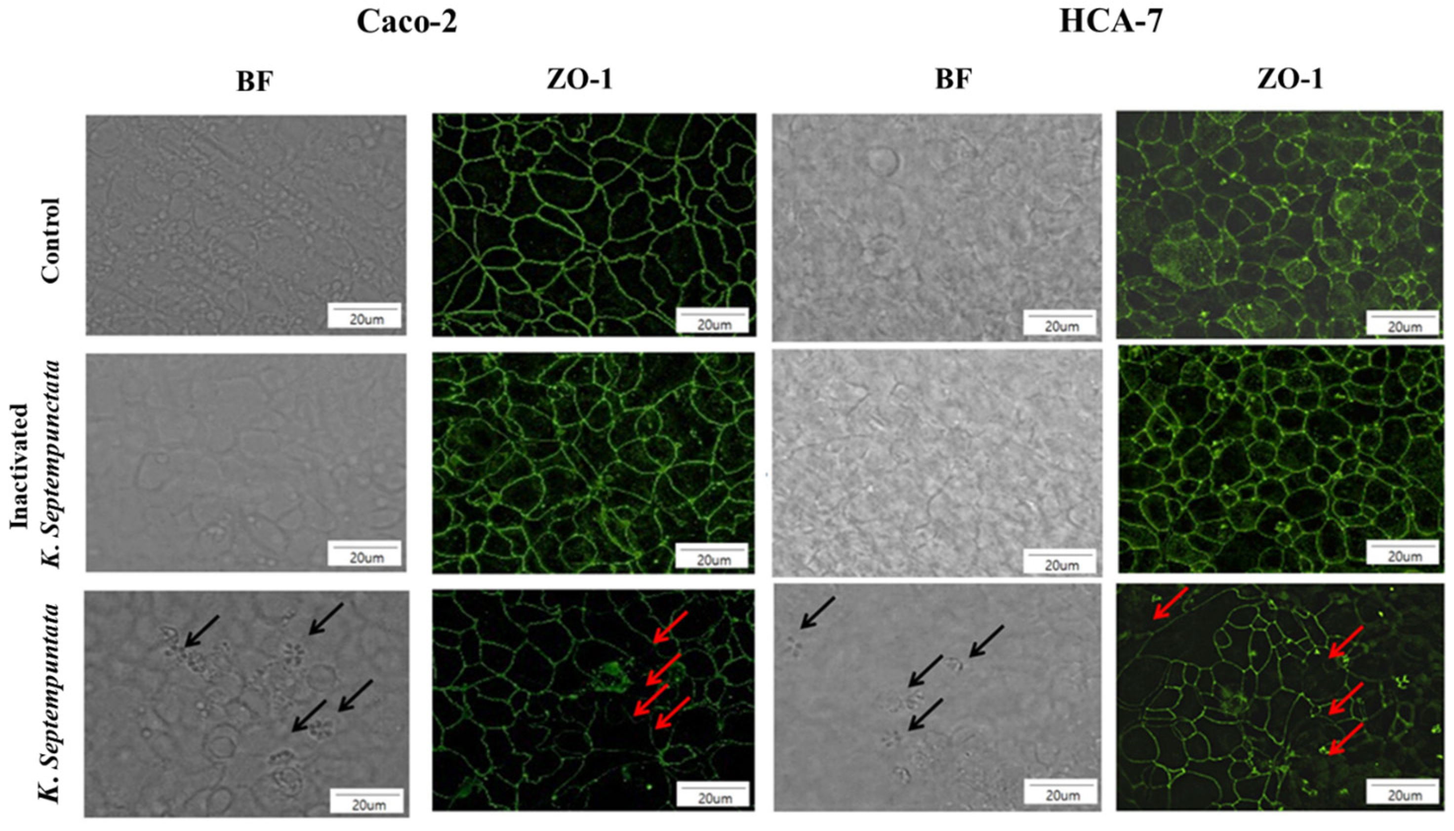 Pathogens 12 00739 g002 Pathogens 12 00739 g002