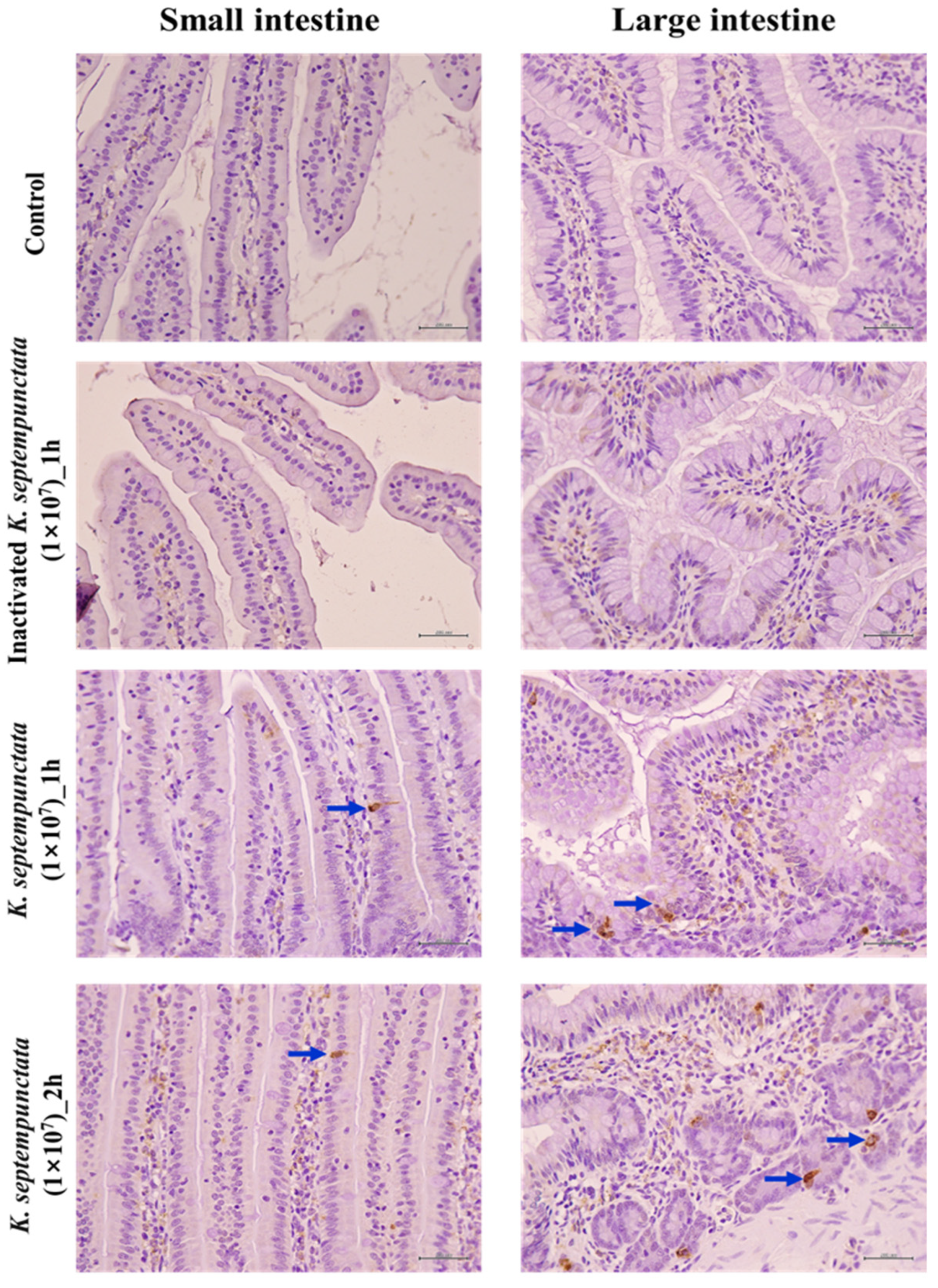 Pathogens 12 00739 g004 Pathogens 12 00739 g004