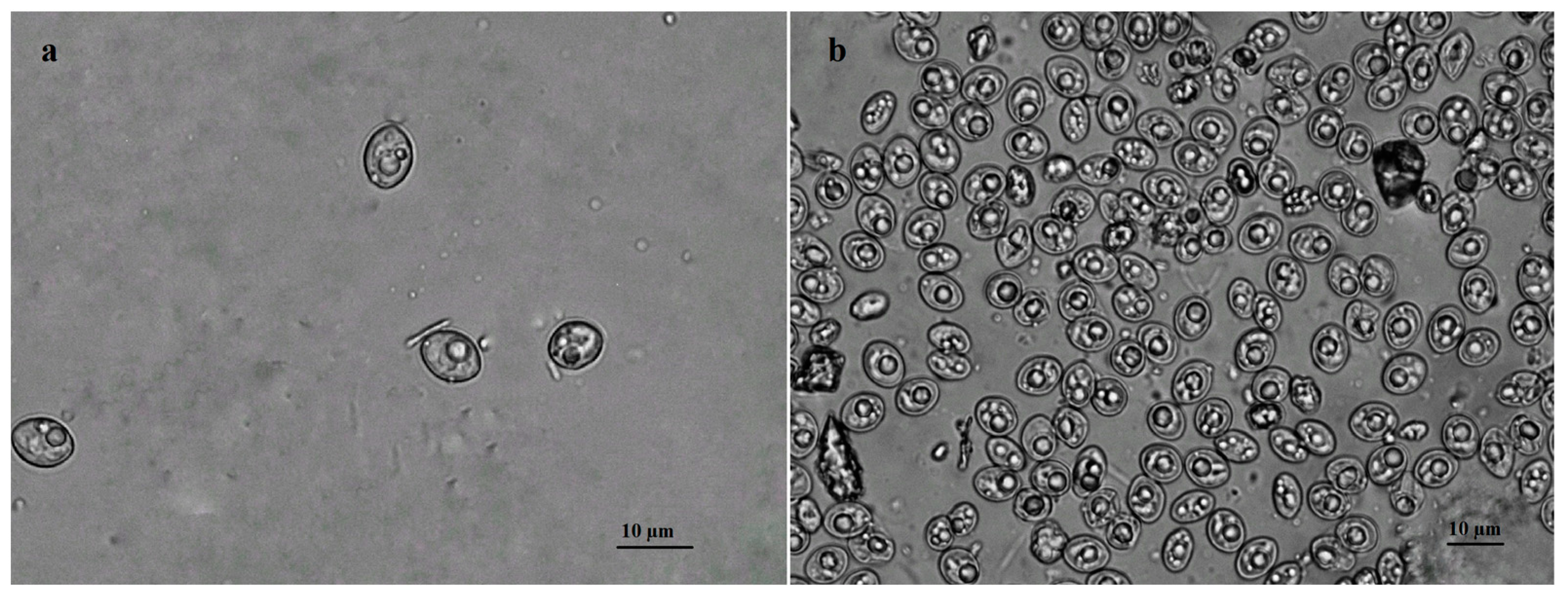 Pathogens 12 00752 g001 Pathogens 12 00752 g001