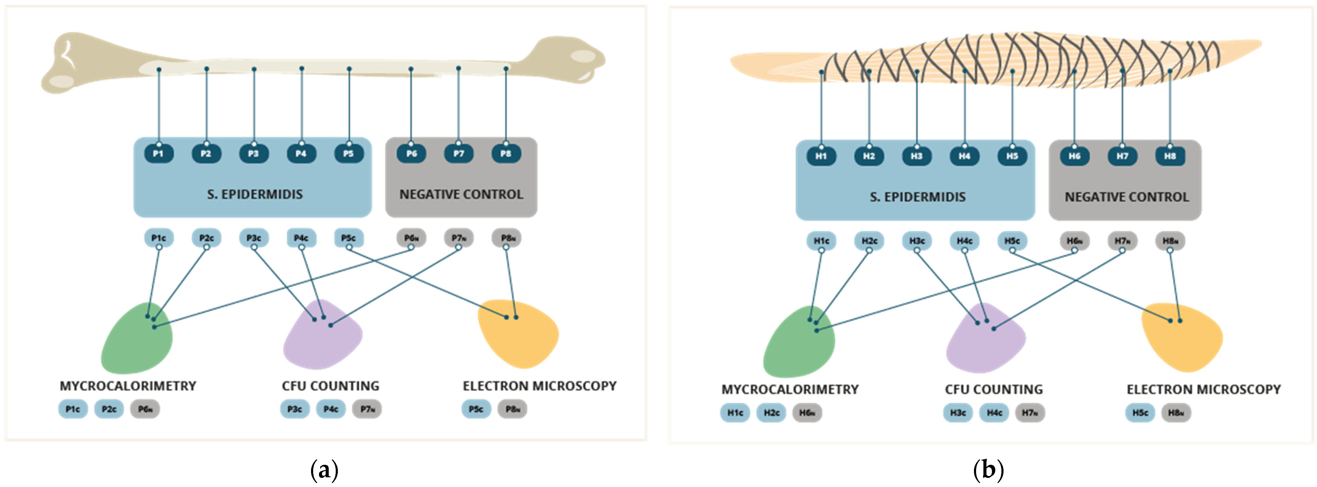Pathogens 12 00761 g001