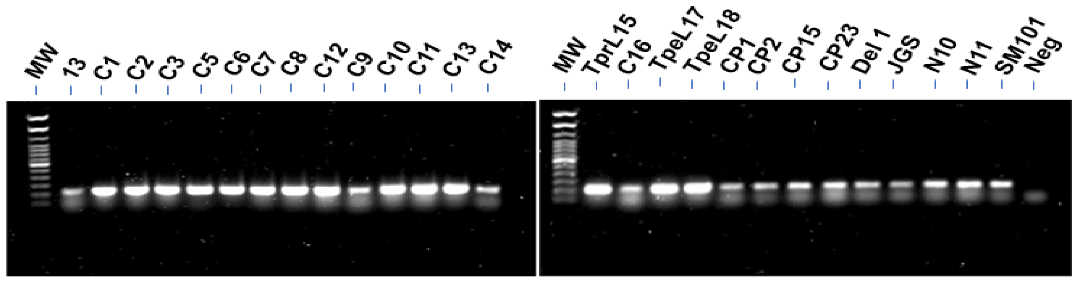 Pathogens 12 00778 g001 Pathogens 12 00778 g001