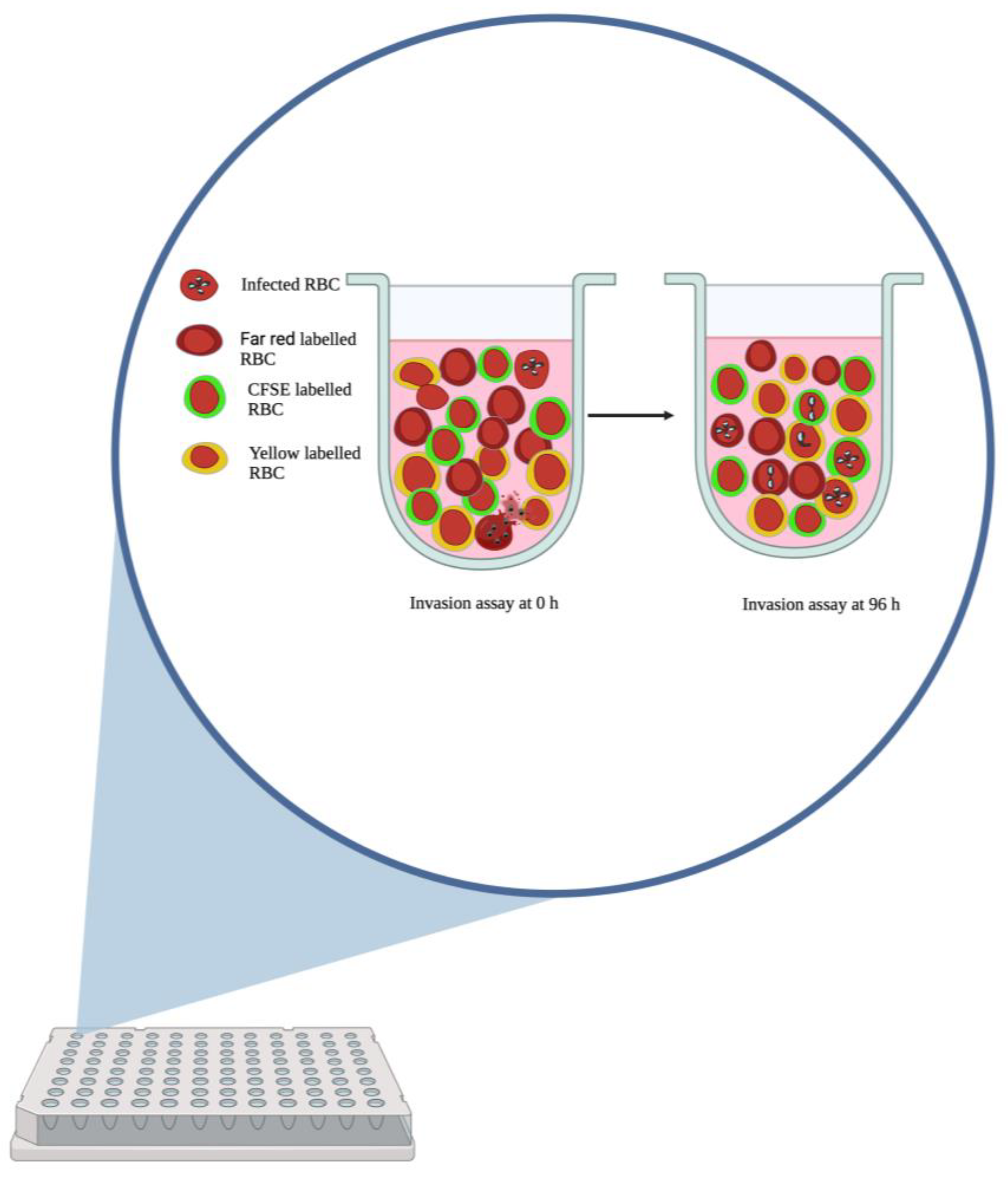 Pathogens 12 00803 g001 Pathogens 12 00803 g001