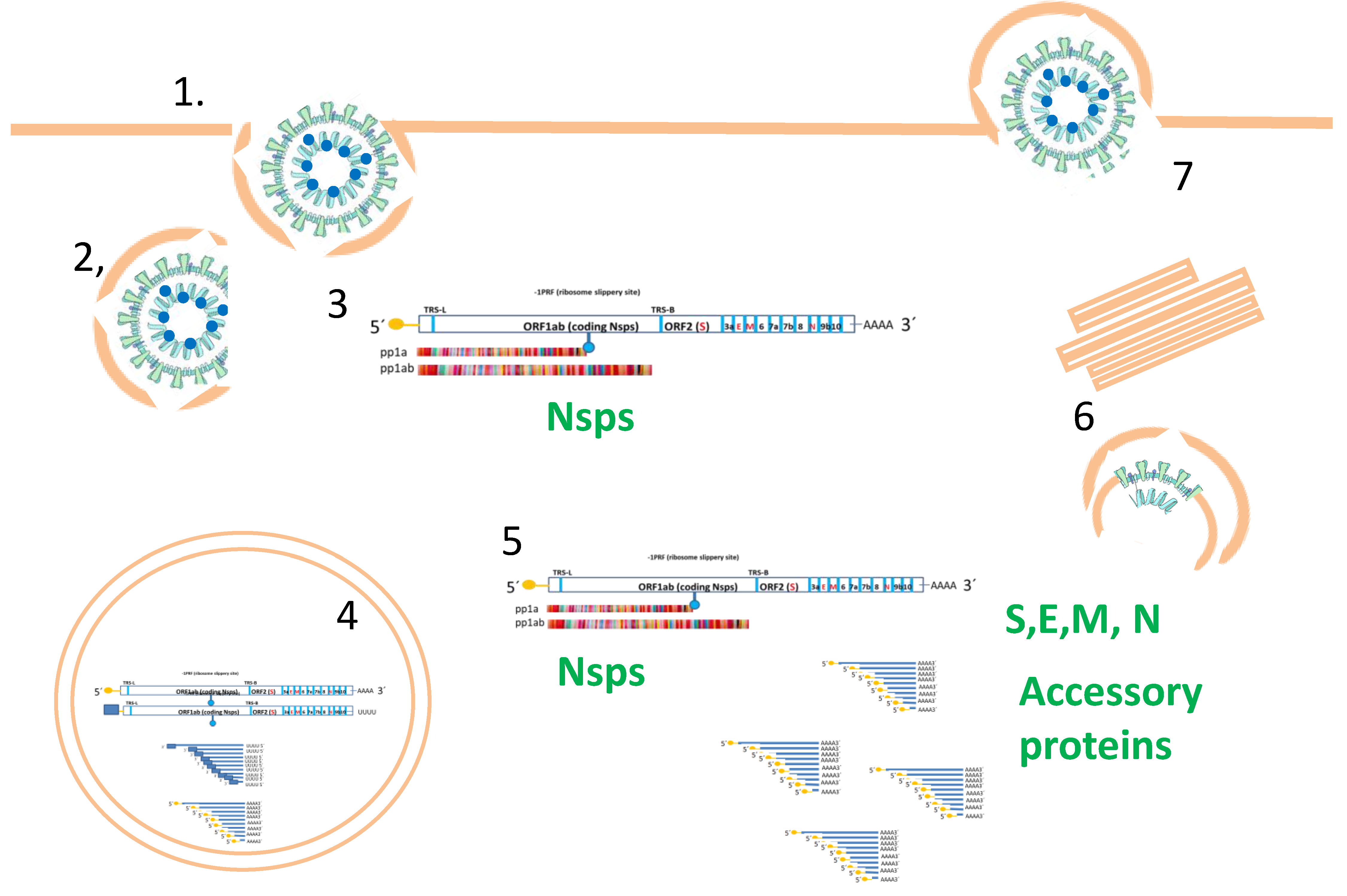 Pathogens 12 00806 g002 Pathogens 12 00806 g002