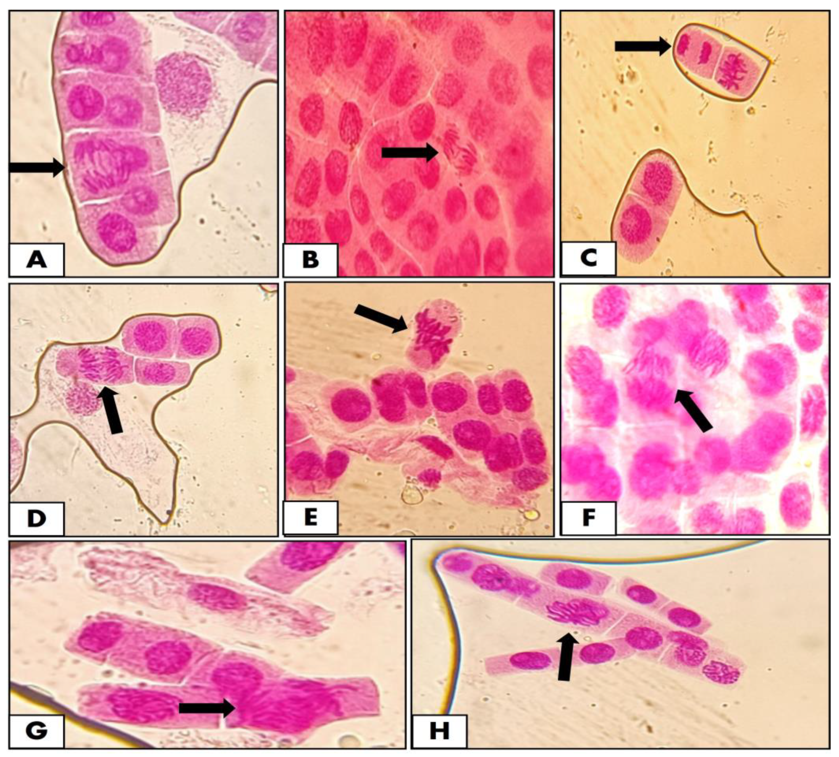 Pathogens 12 00807 g008 Pathogens 12 00807 g008