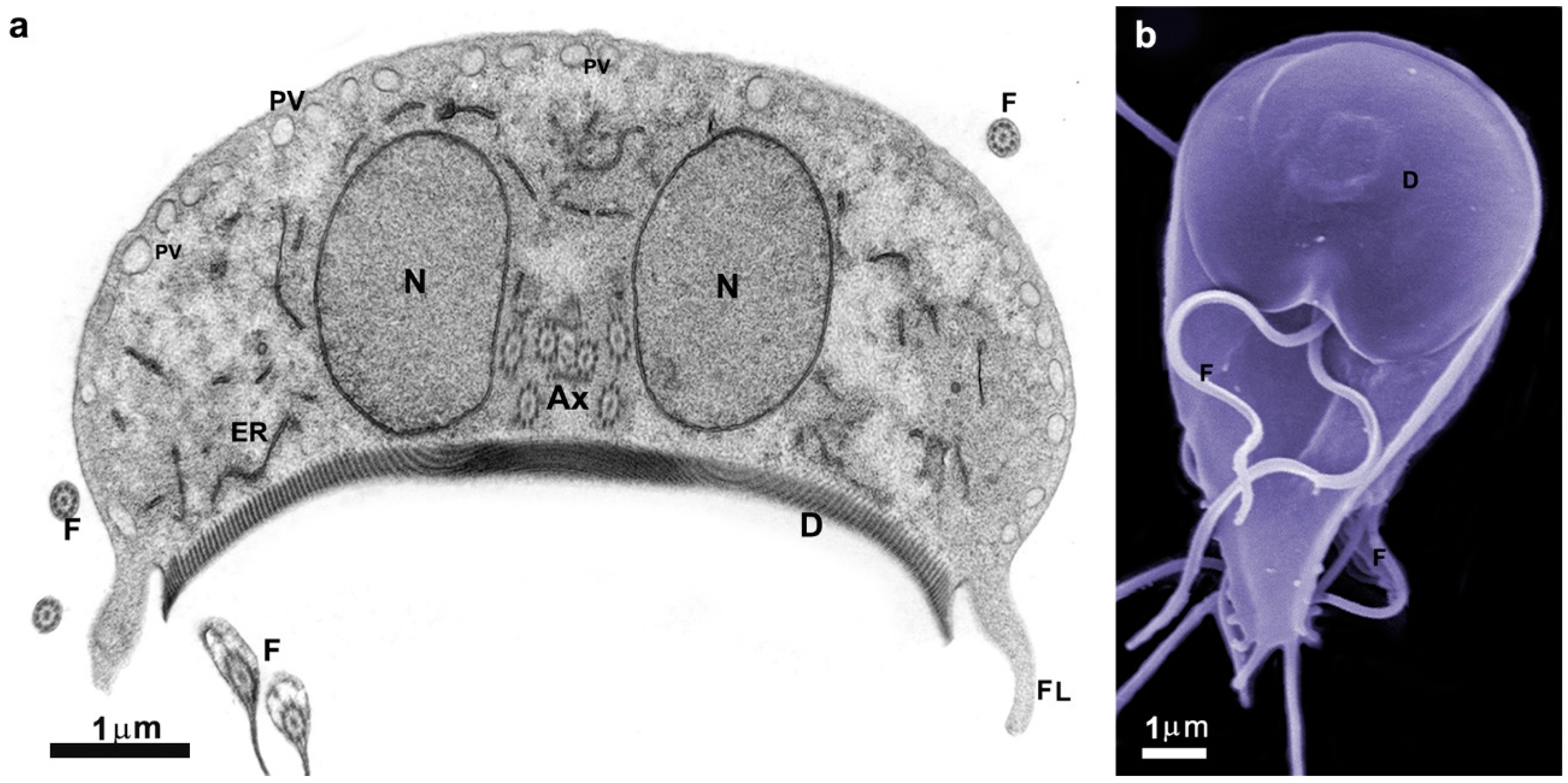 Pathogens 12 00810 g003