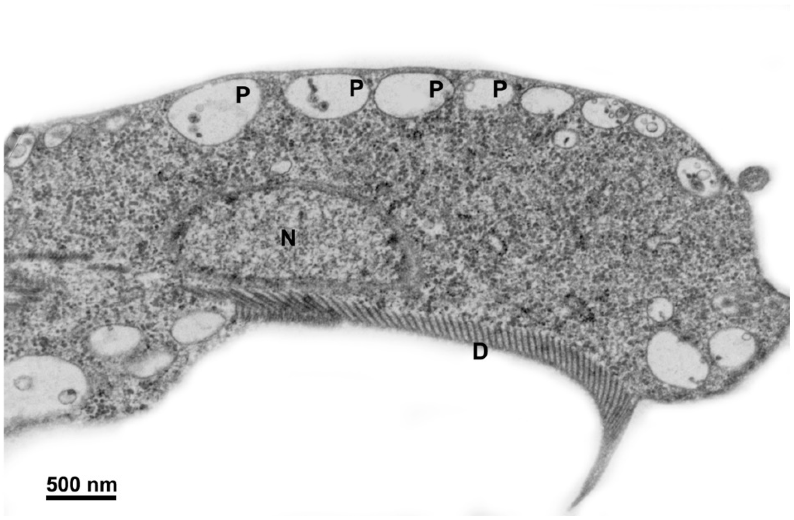 Pathogens 12 00810 g005