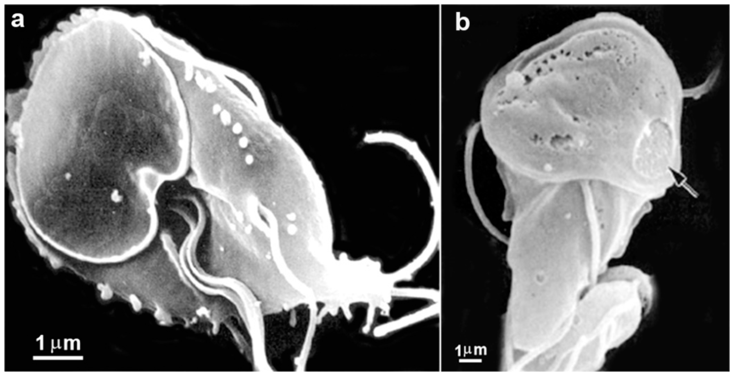 Pathogens 12 00810 g007