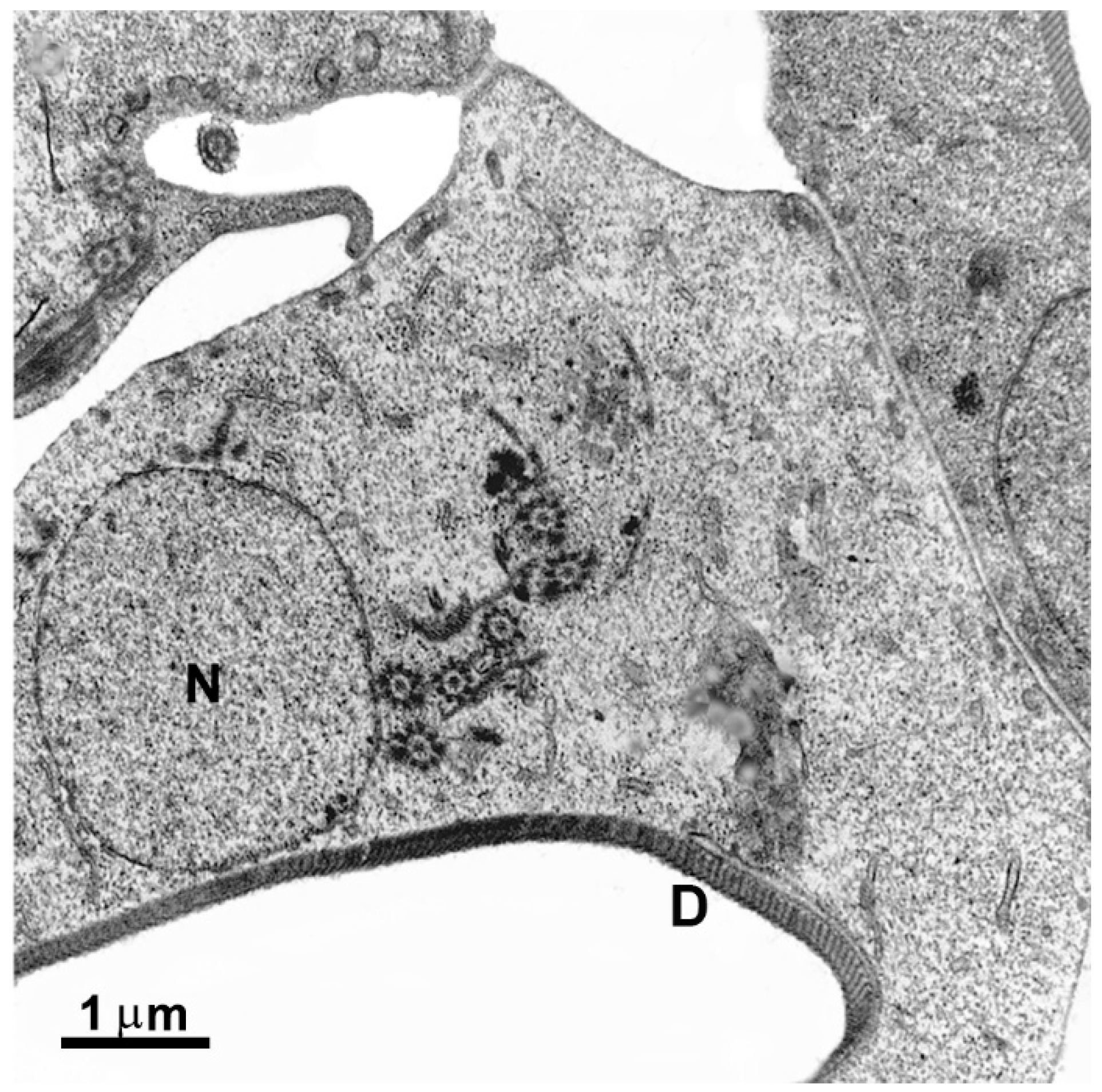 Pathogens 12 00810 g008