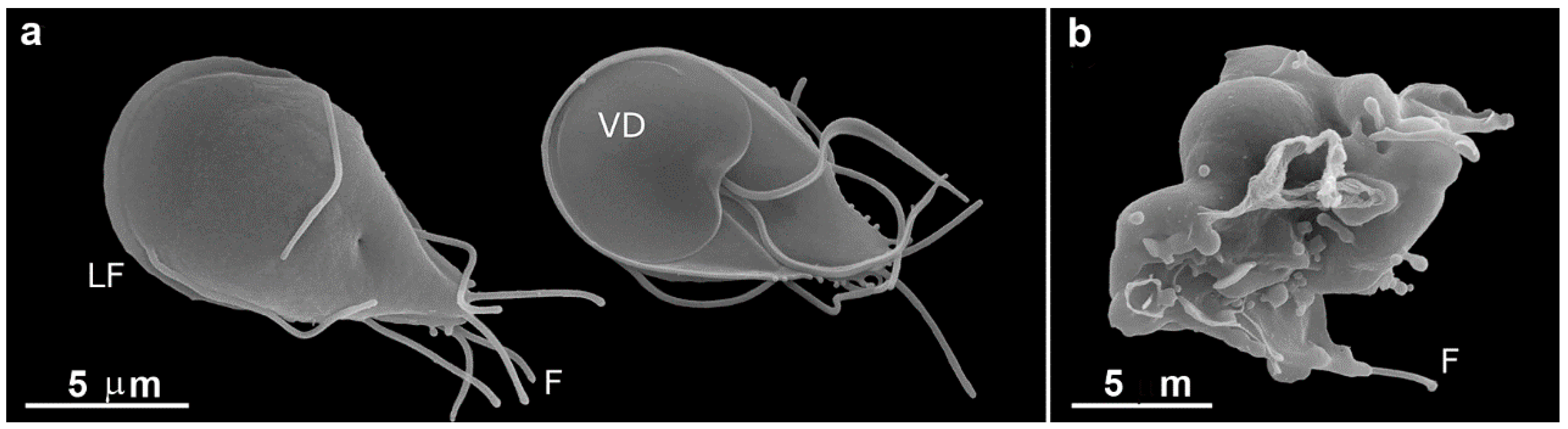 Pathogens 12 00810 g009