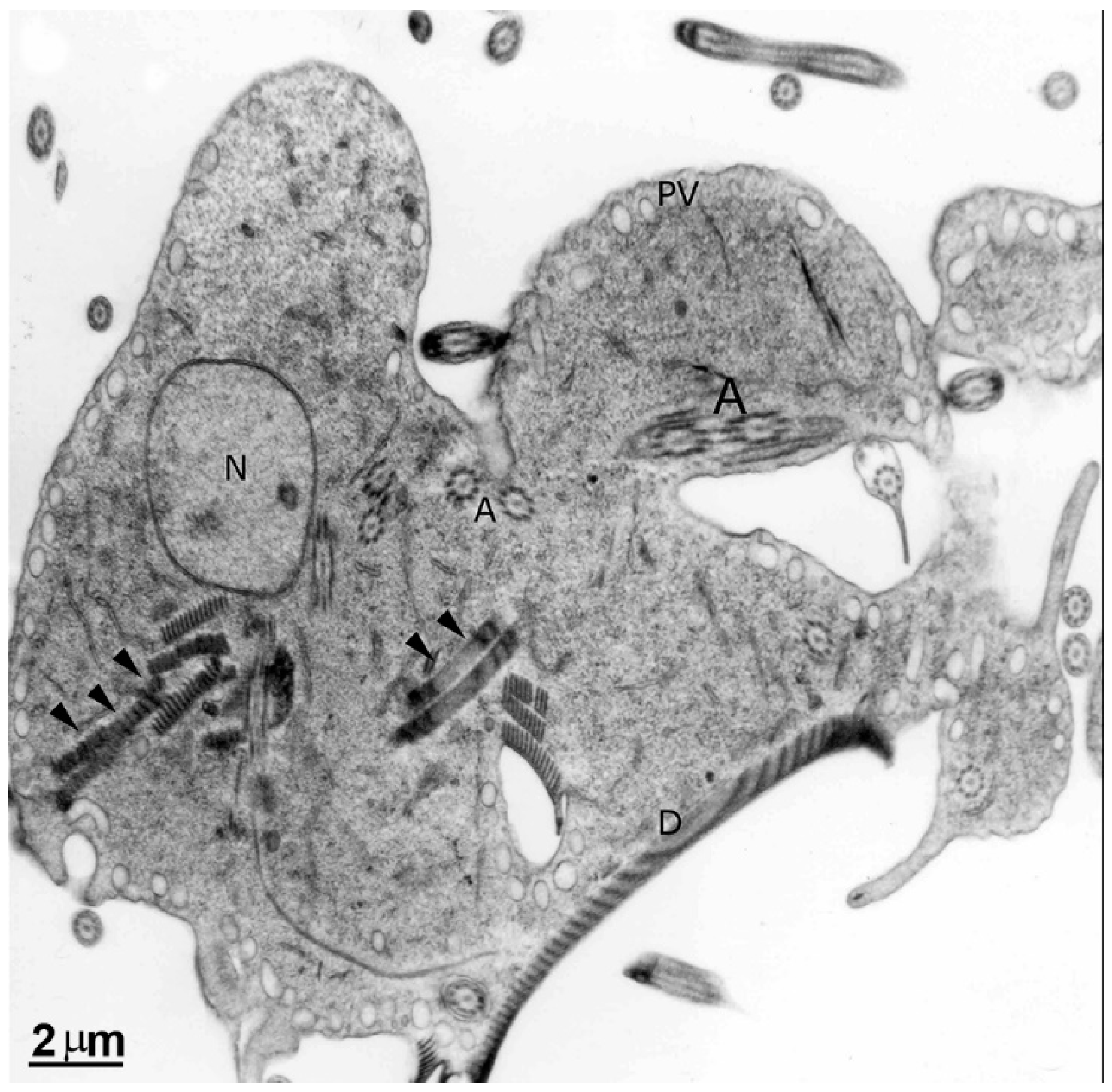 Pathogens 12 00810 g010