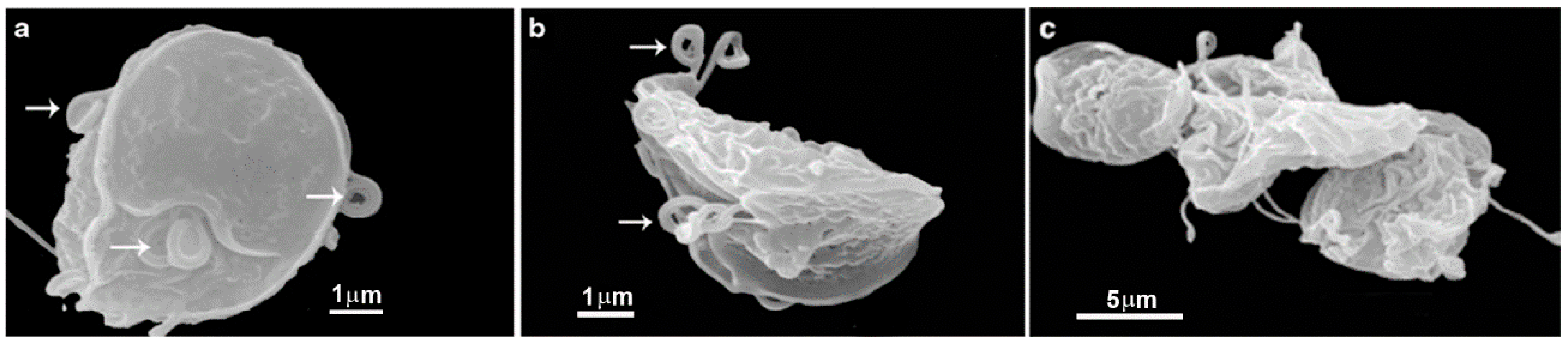 Pathogens 12 00810 g011