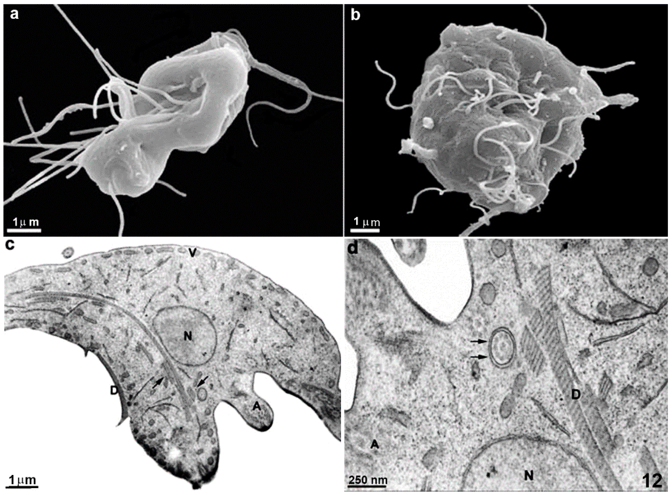 Pathogens 12 00810 g012