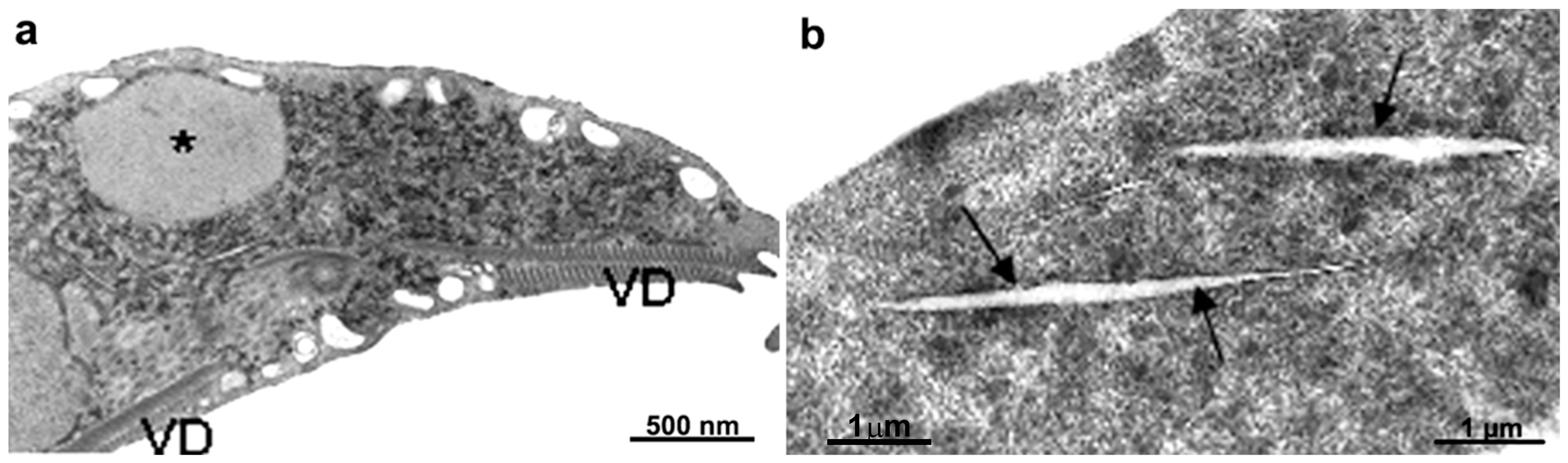Pathogens 12 00810 g015