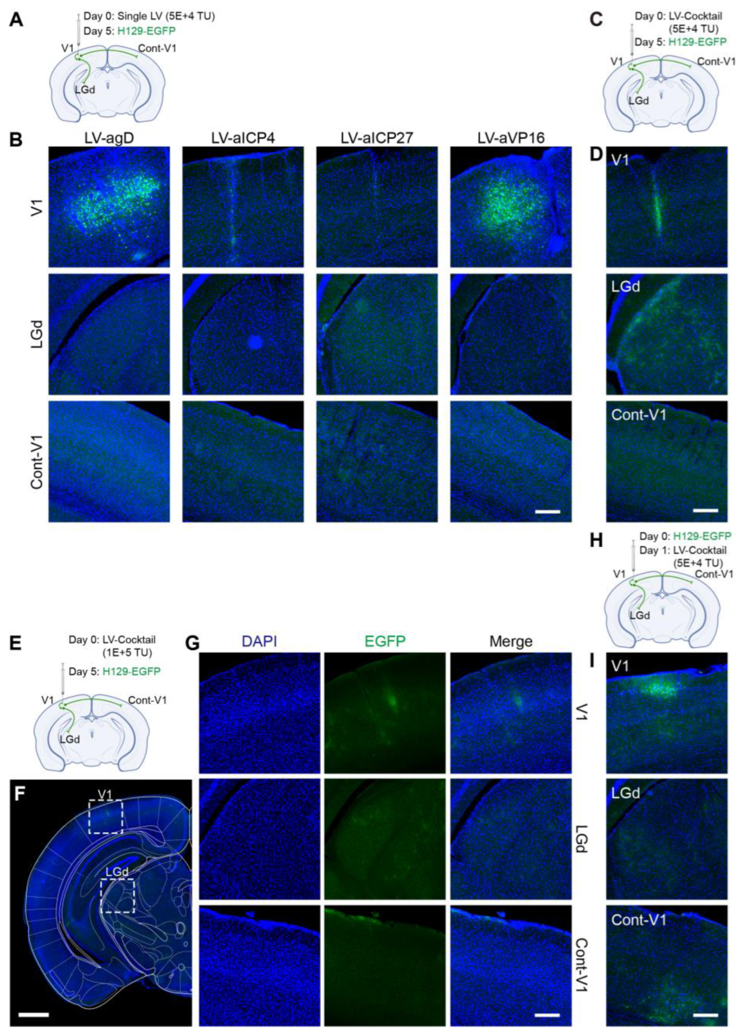 Pathogens 12 00814 g007