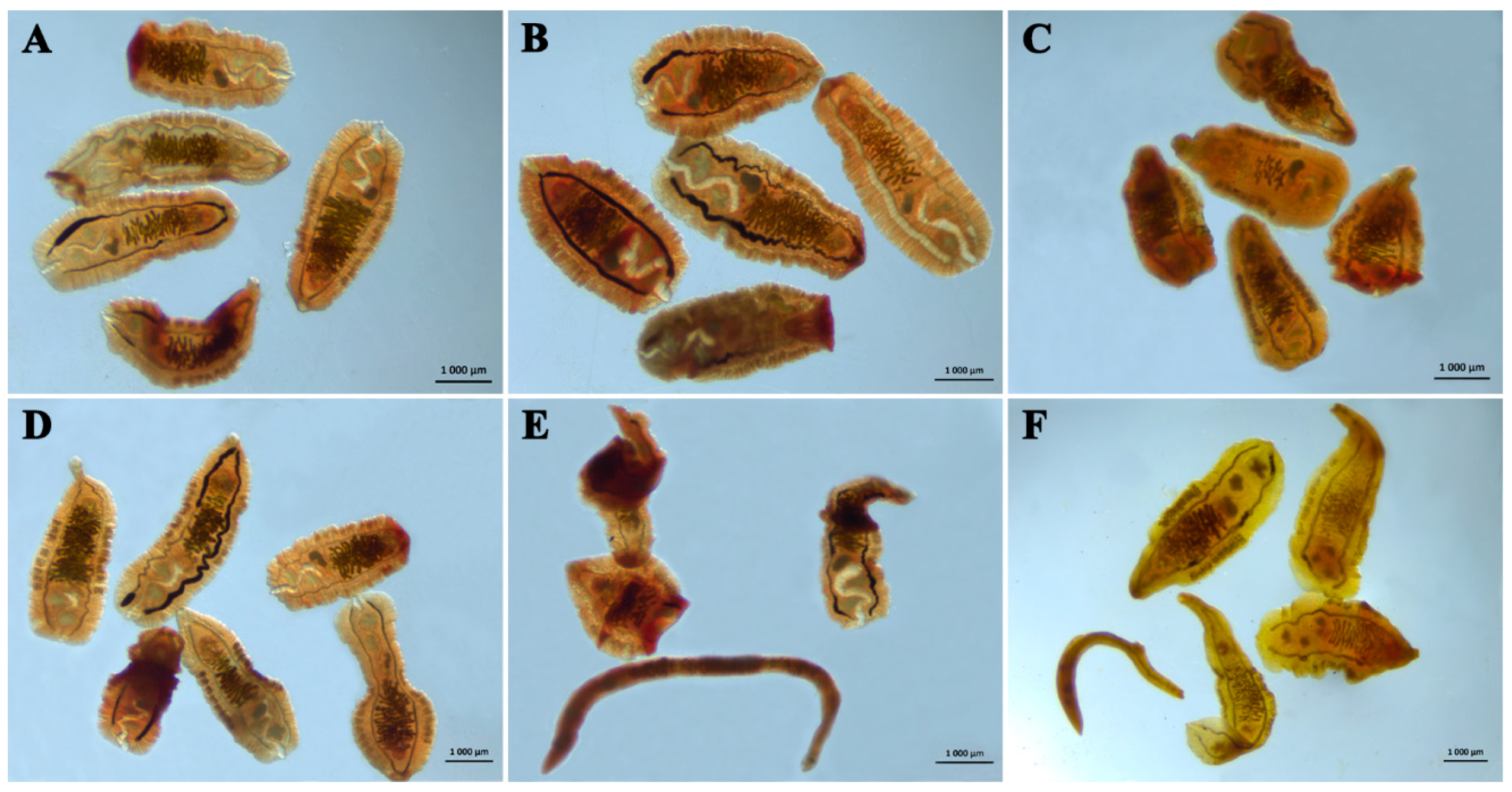 Pathogens | Free Full-Text | Curcumin and Its Supramolecular Complex with  Disodium Glycyrrhizinate as Potential Drugs for the Liver Fluke Infection  Caused by Opisthorchis felineus