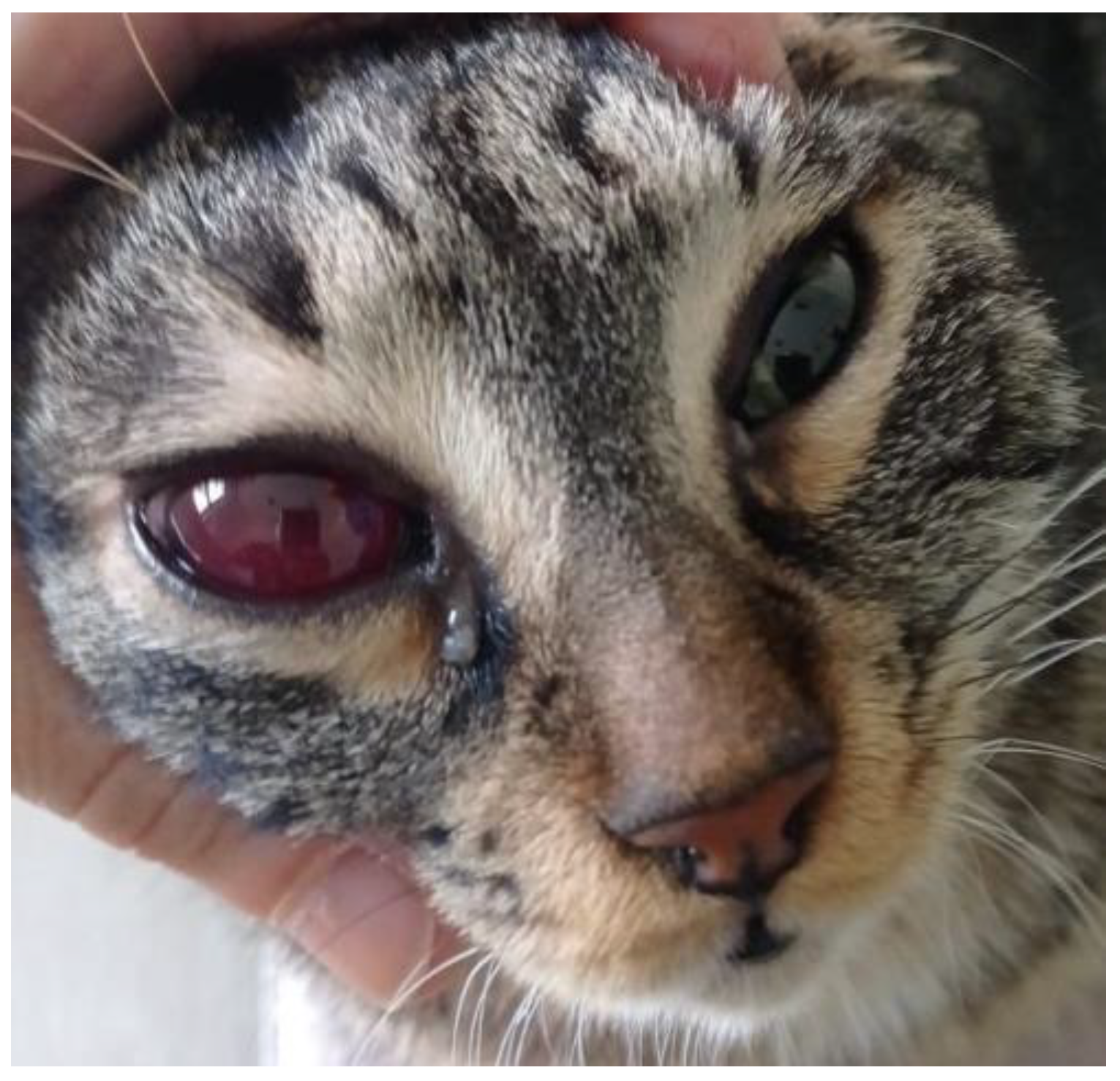 Pathogens 12 00822 g002