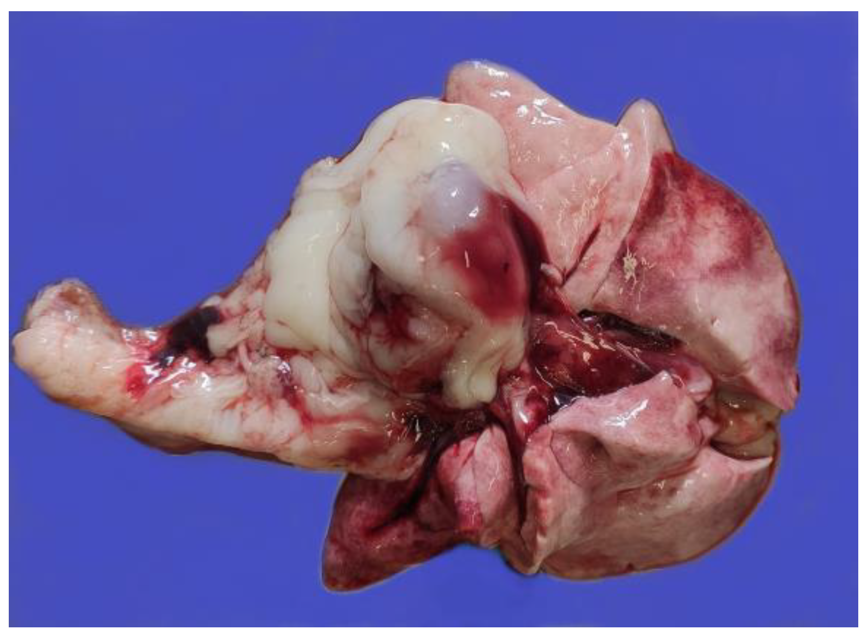 Pathogens 12 00822 g004