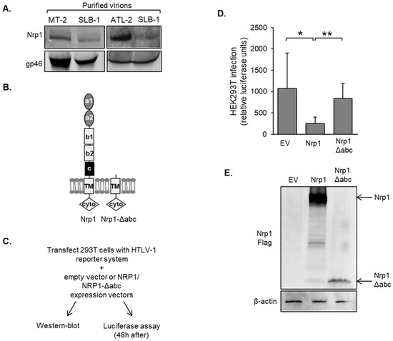Pathogens | Free Full-Text | Upregulation of Neuropilin-1 Inhibits HTLV ...