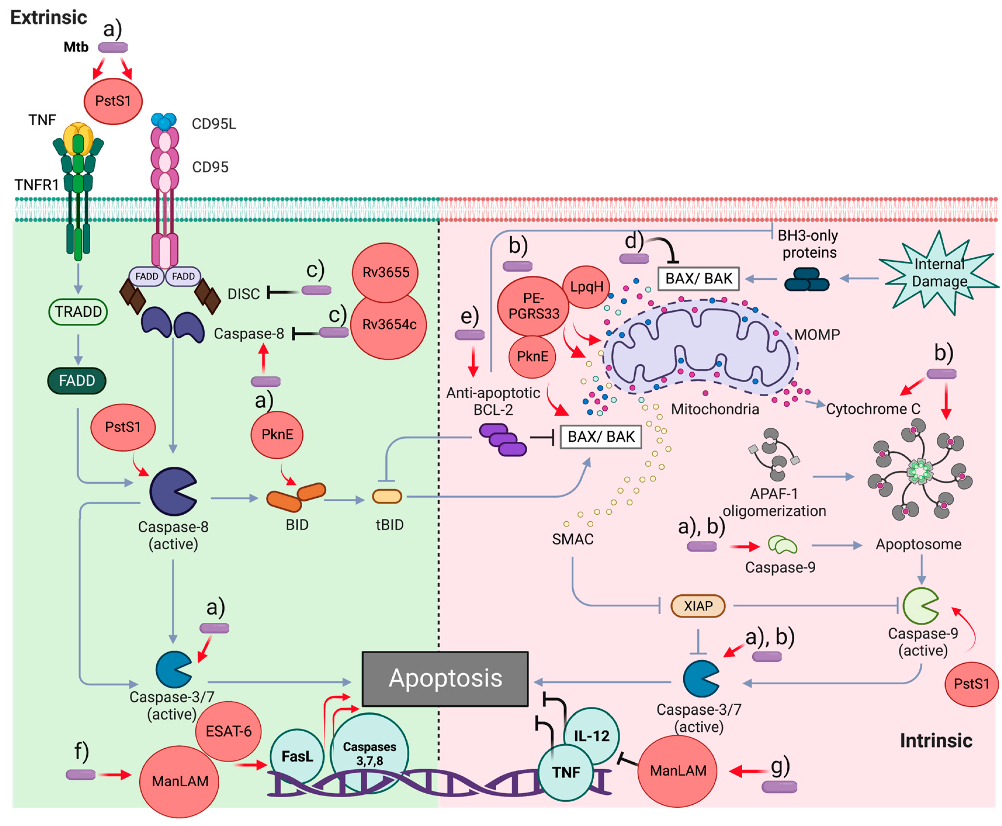 Pathogens 12 00839 g002 Pathogens 12 00839 g002