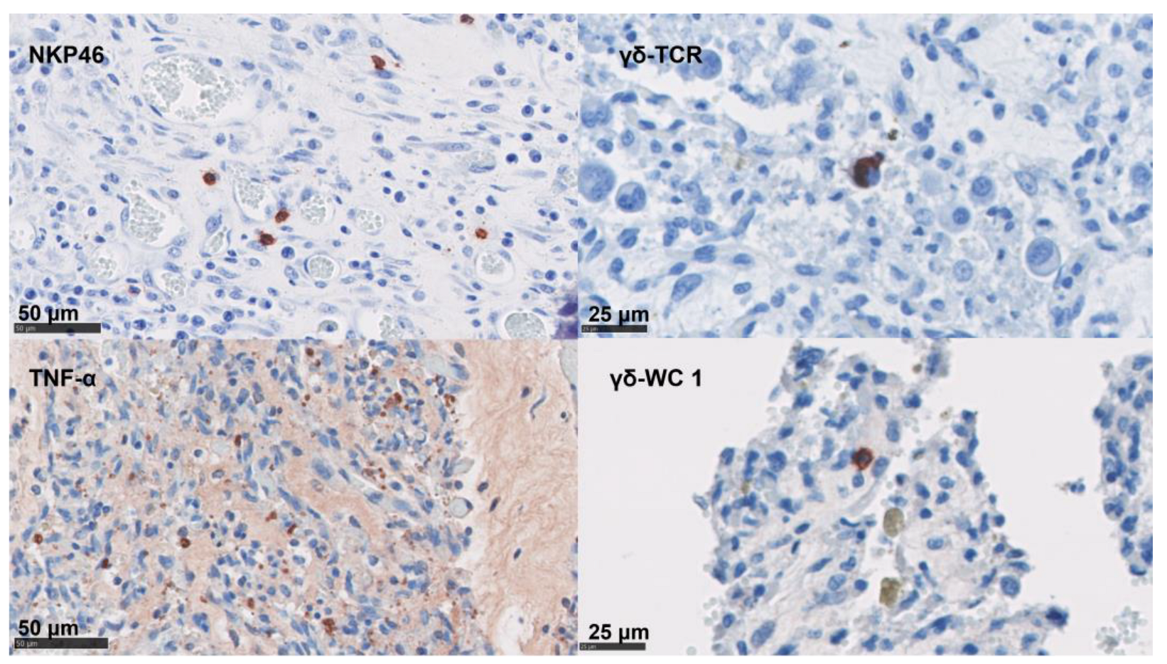 Pathogens 12 00846 g005 Pathogens 12 00846 g005